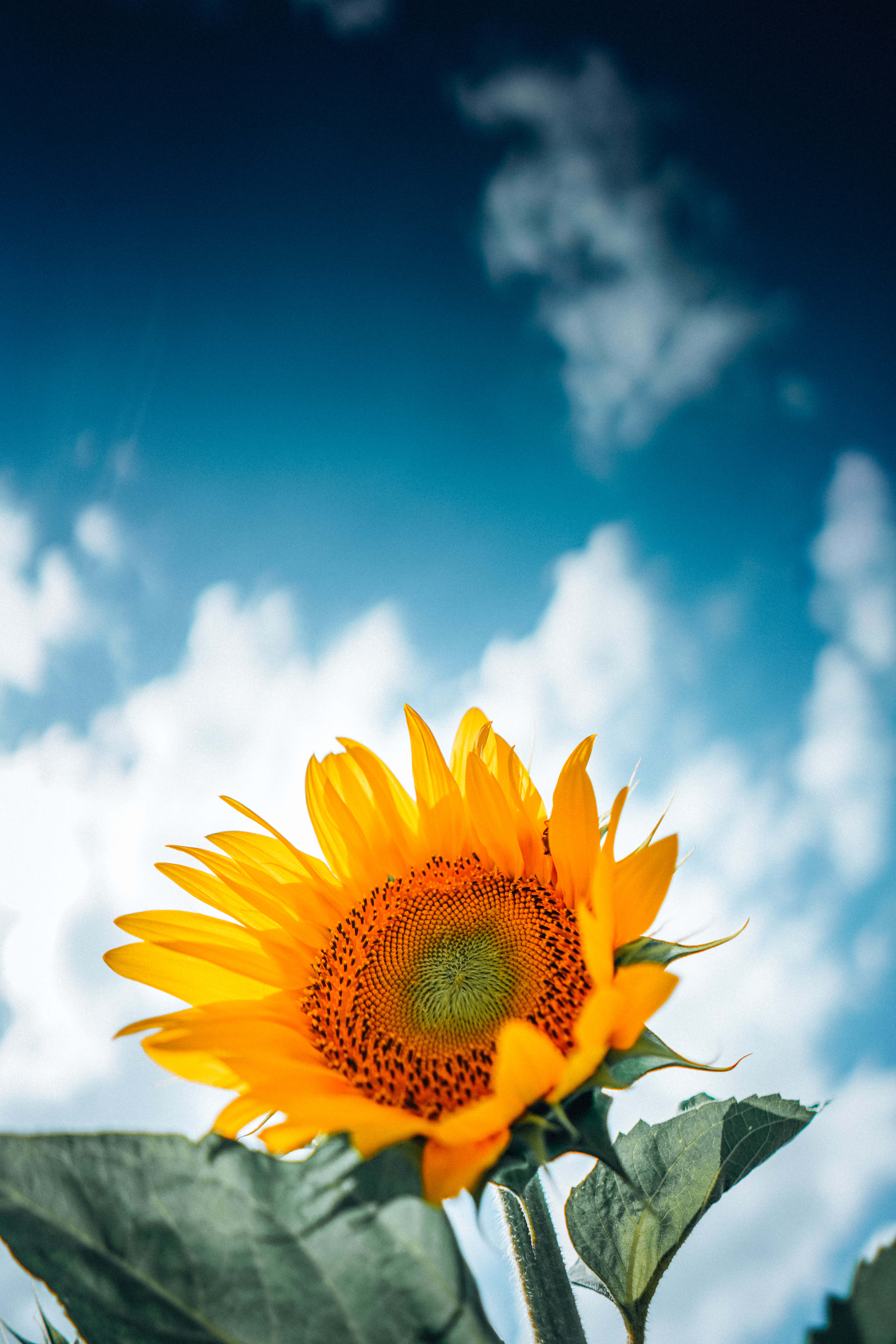 Sunflower Phone, bright blue sky, fluffy white clouds, 8K Phone Wallpaper