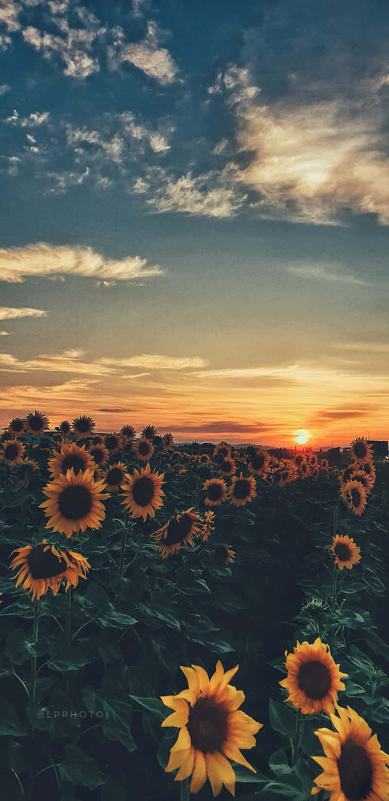 sunflower phone, sunflowers, field, HD Phone Wallpaper