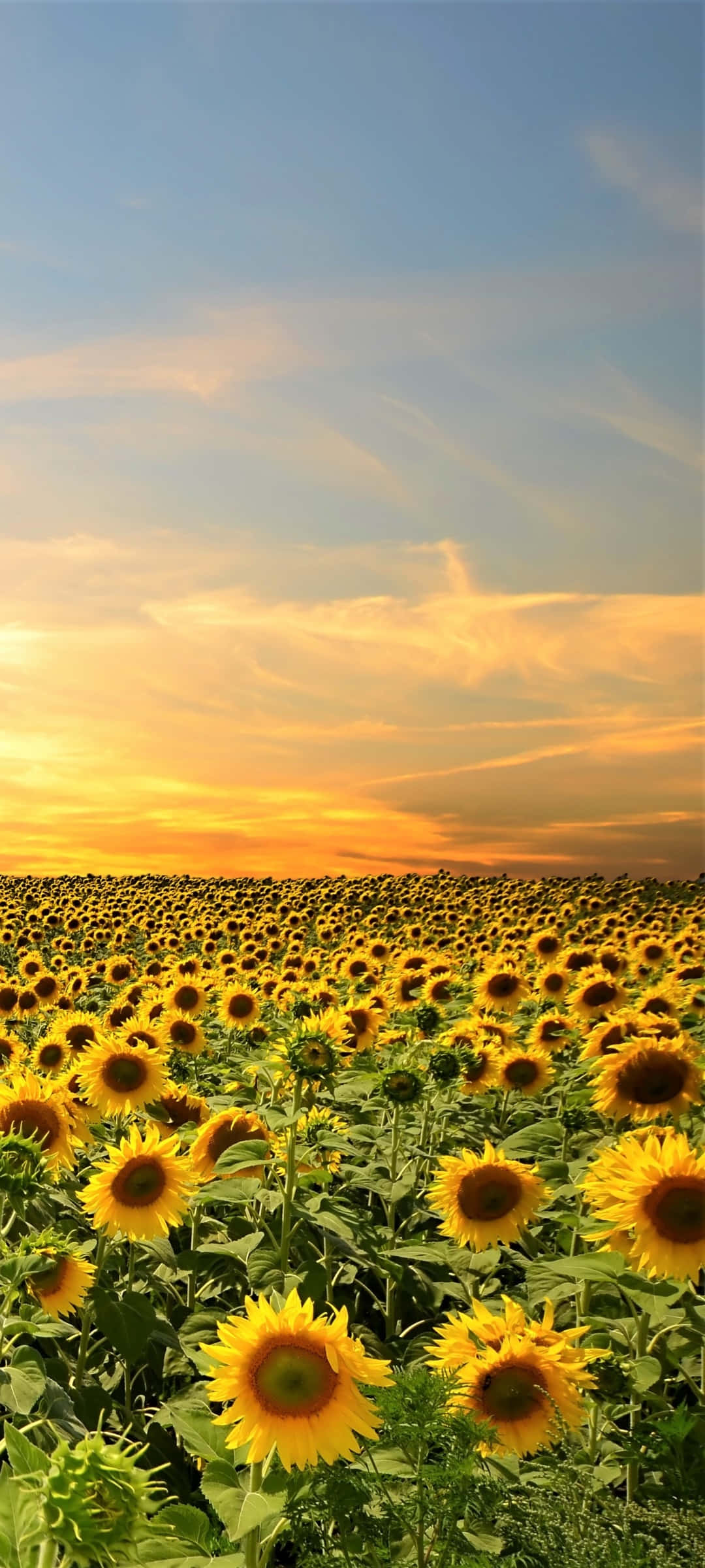 sunflower phone, sunflowers, field, Full HD Phone Wallpaper