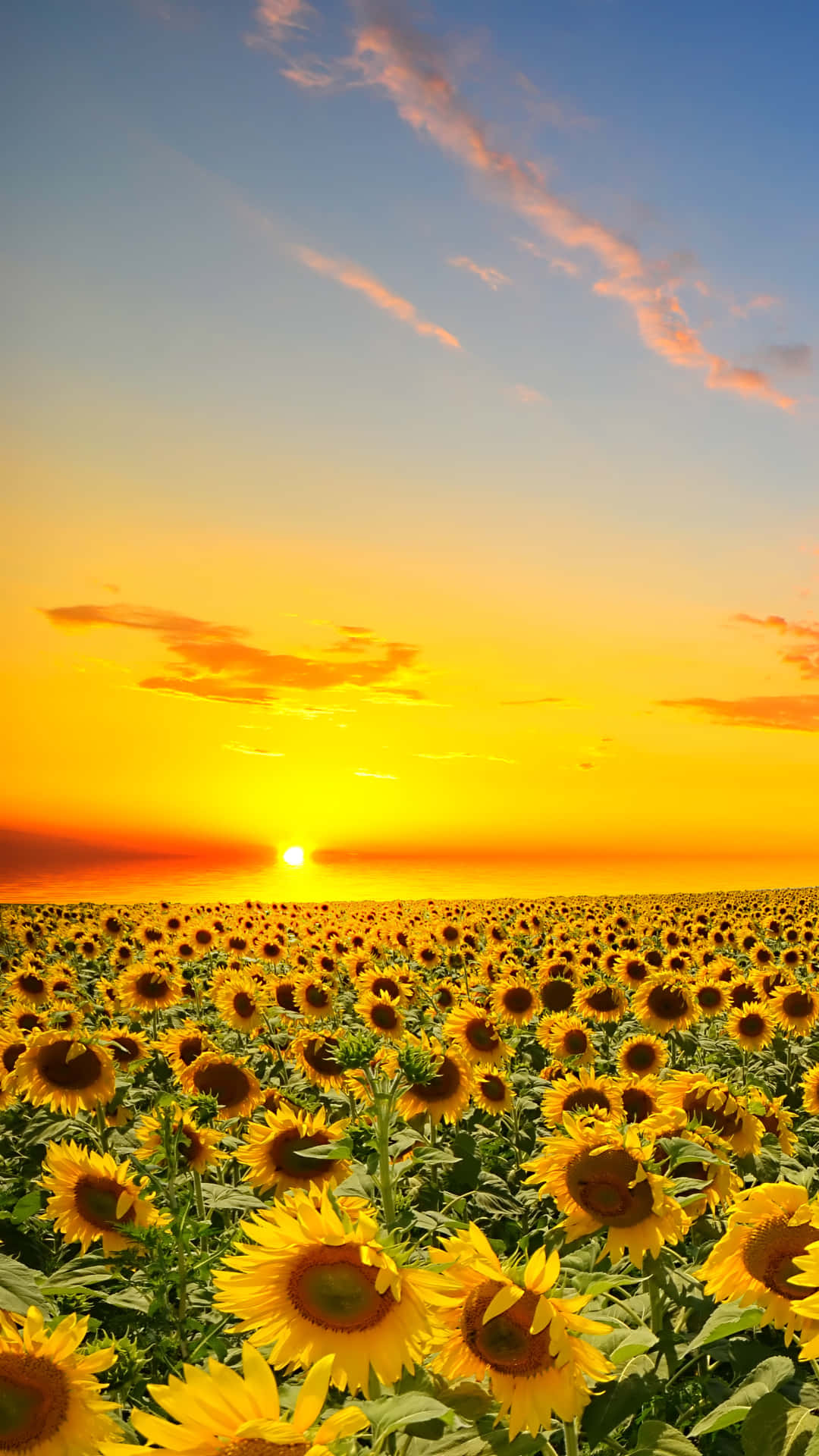 Sunflower Phone, sun setting, vast field of sunflowers, Full HD Phone Wallpaper