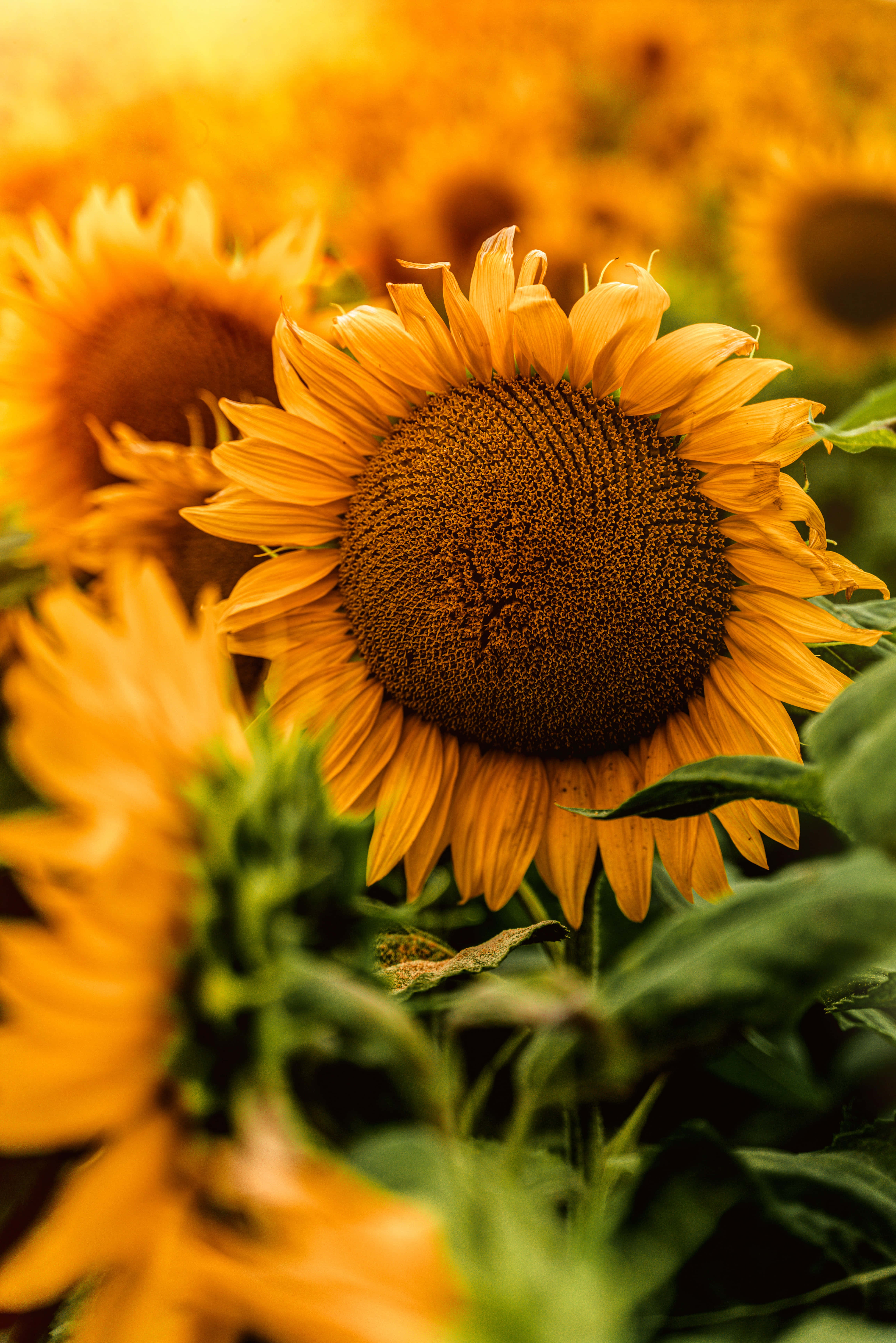 Sunflower Phone, sunflower field, golden sunlight, 5K Phone Wallpaper