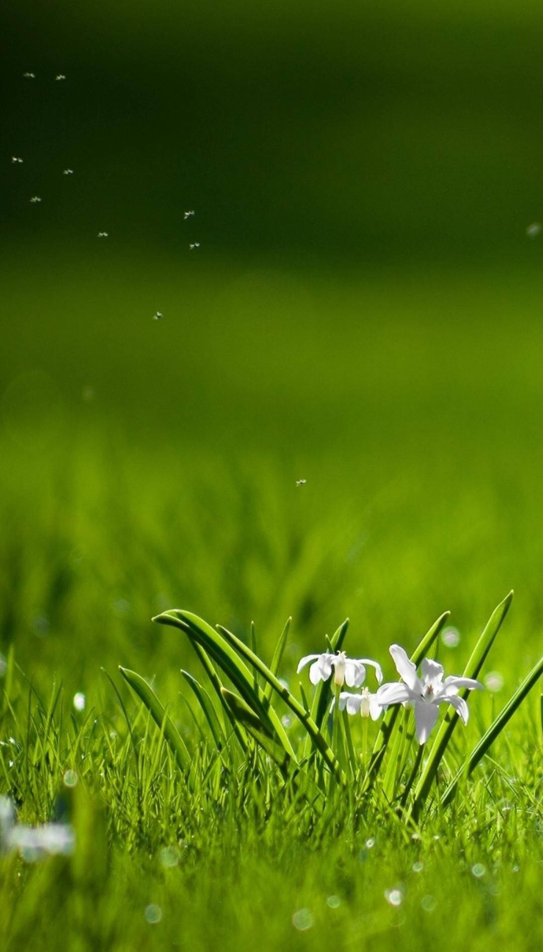 White Flower HD Nature Phone, tiny white flowers, dew-kissed blades of vibrant green grass, HD Phone Wallpaper