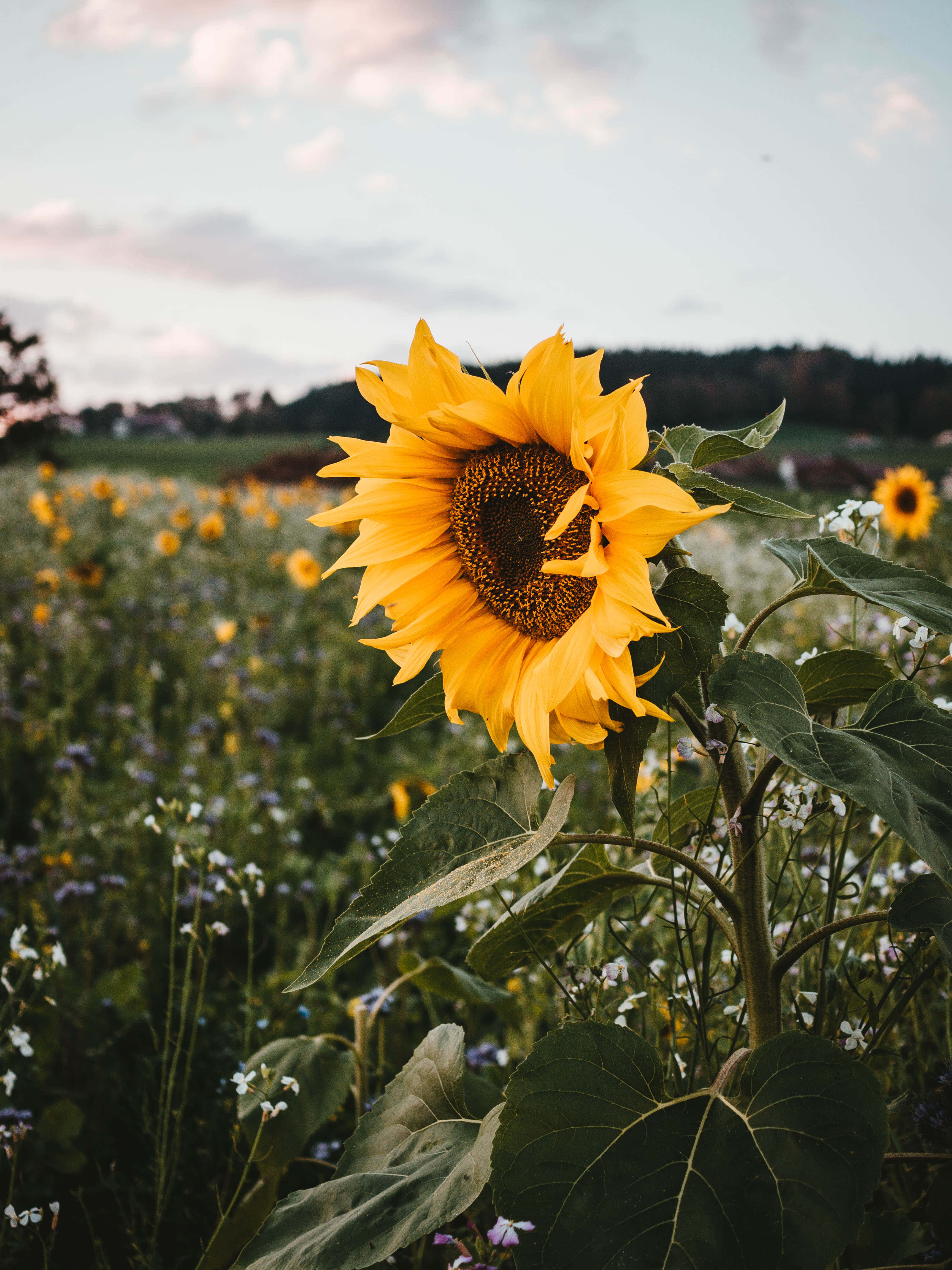 Sunflower Phone, wildflowers, twilight sky, 4K Phone Wallpaper