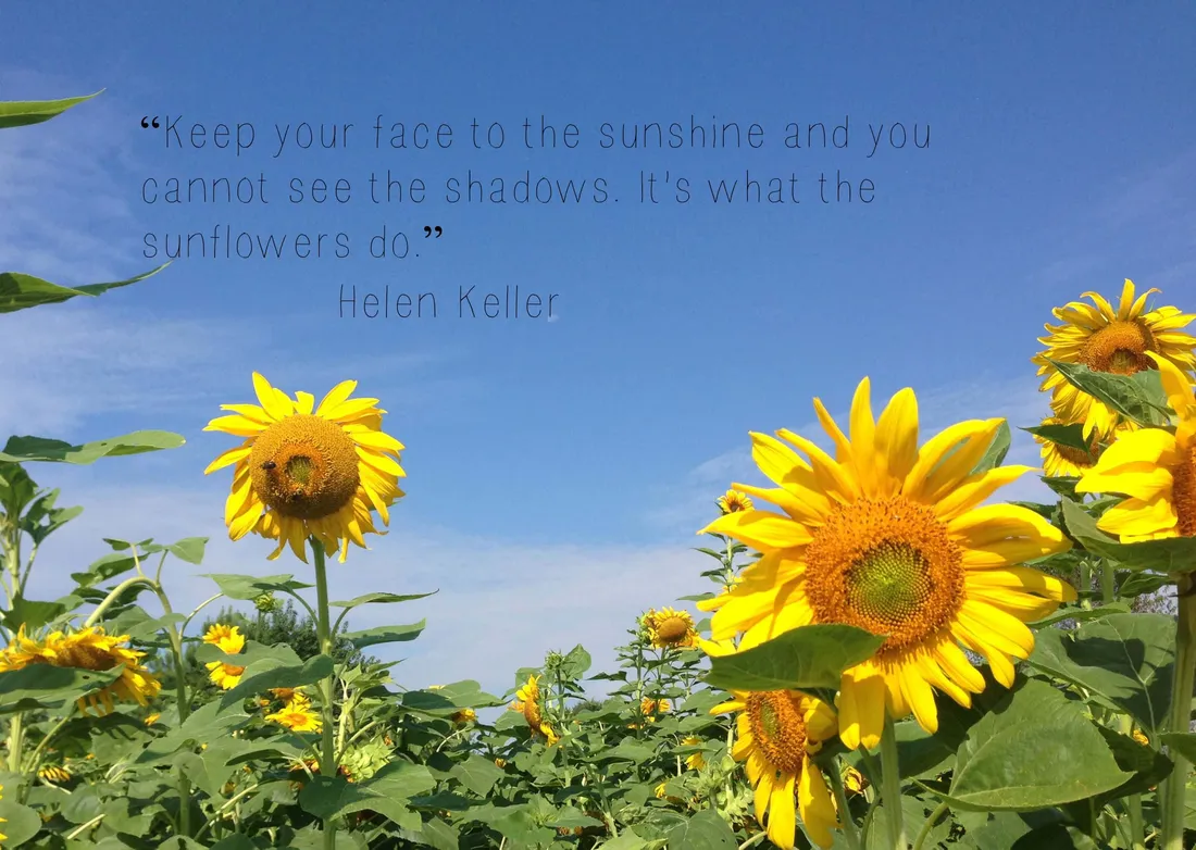 Sunflower Quotes