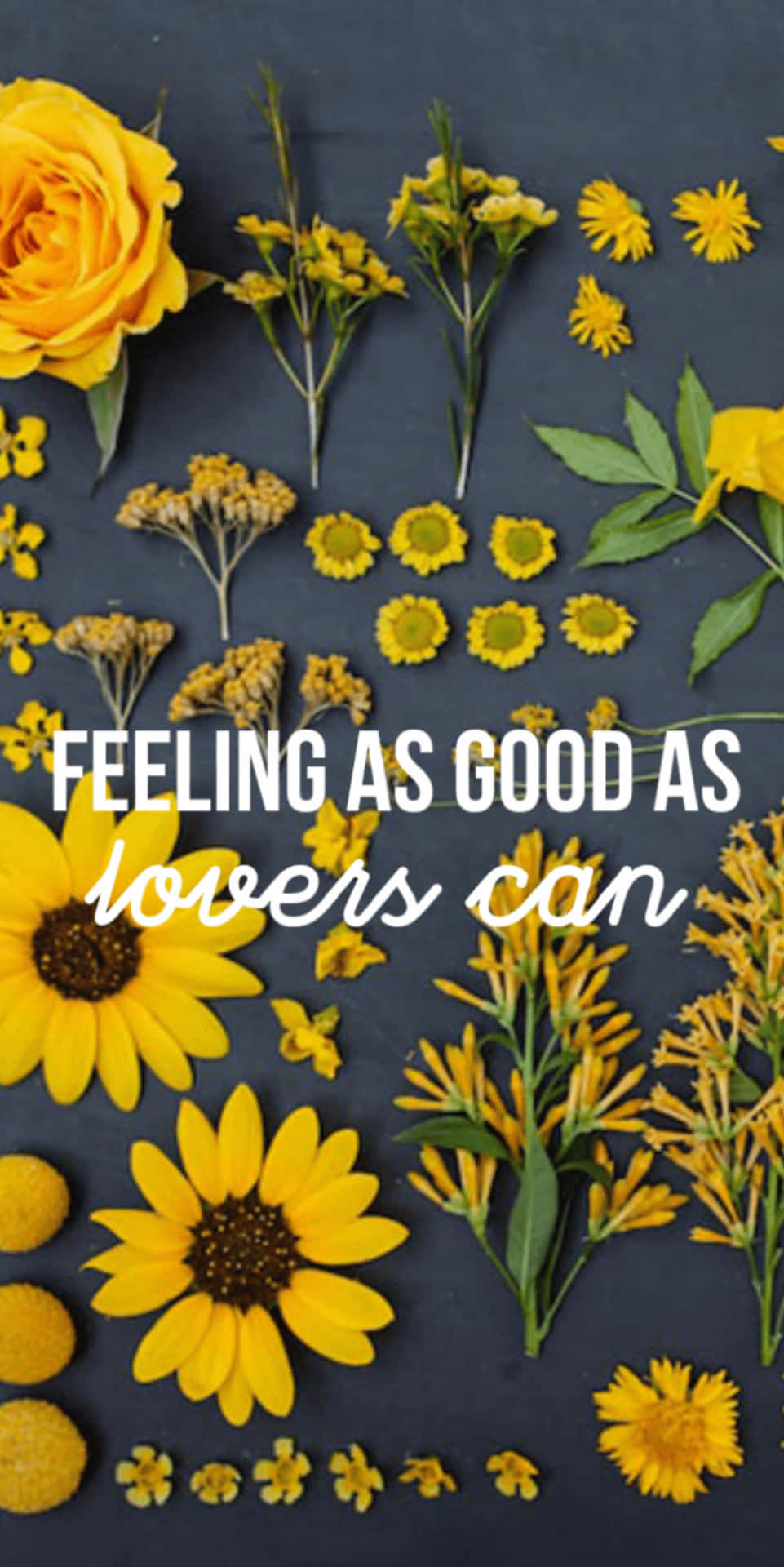 Sunflower Yellow Tumblr Aesthetic, sunflowers, vibrant yellow, Full HD Phone Wallpaper