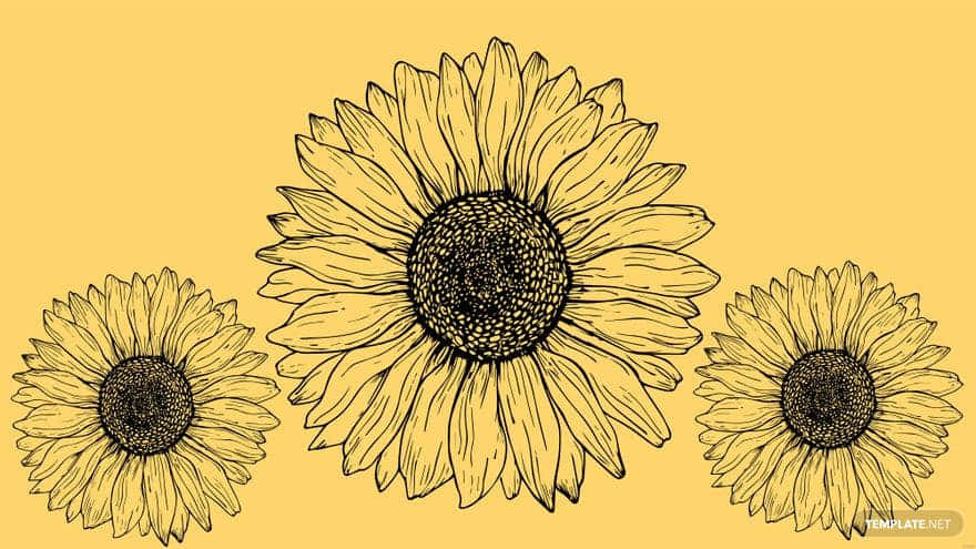 sunflower, mustard yellow, pink, SD Desktop Wallpaper