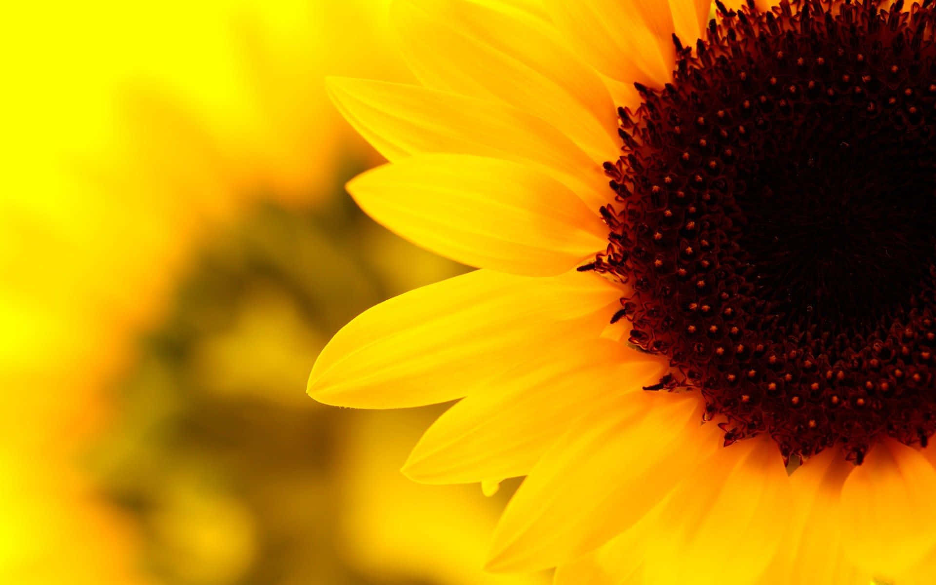 sunflower, vibrant yellow, dark brown center, Full HD Desktop Wallpaper