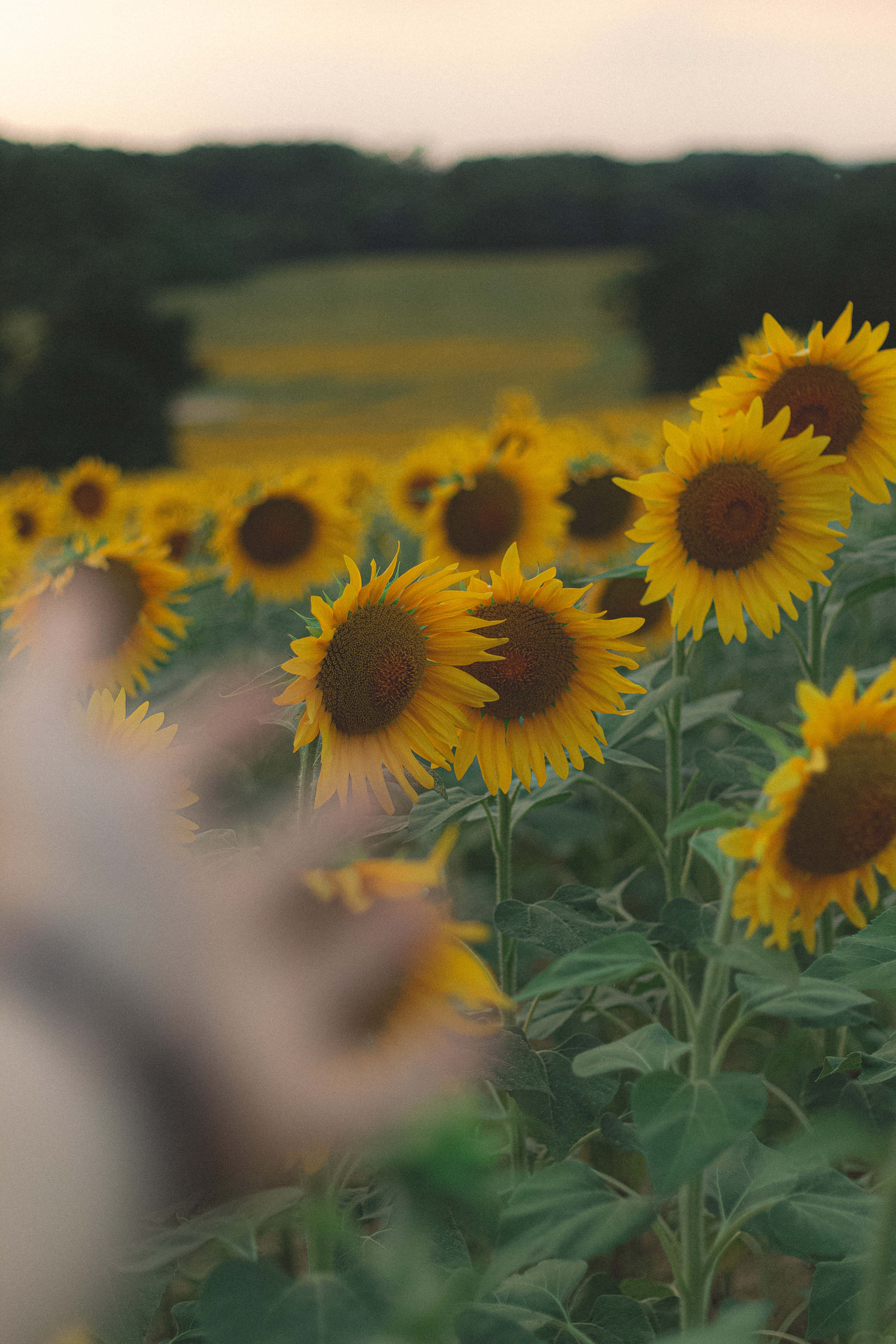 sunflower yellow, sunset, golden field, 5K Phone Wallpaper