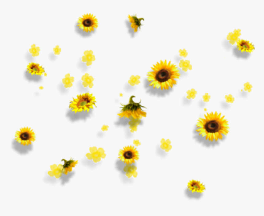 sunflower yellow, Tumblr aesthetic, sunflowers, SD Desktop Wallpaper