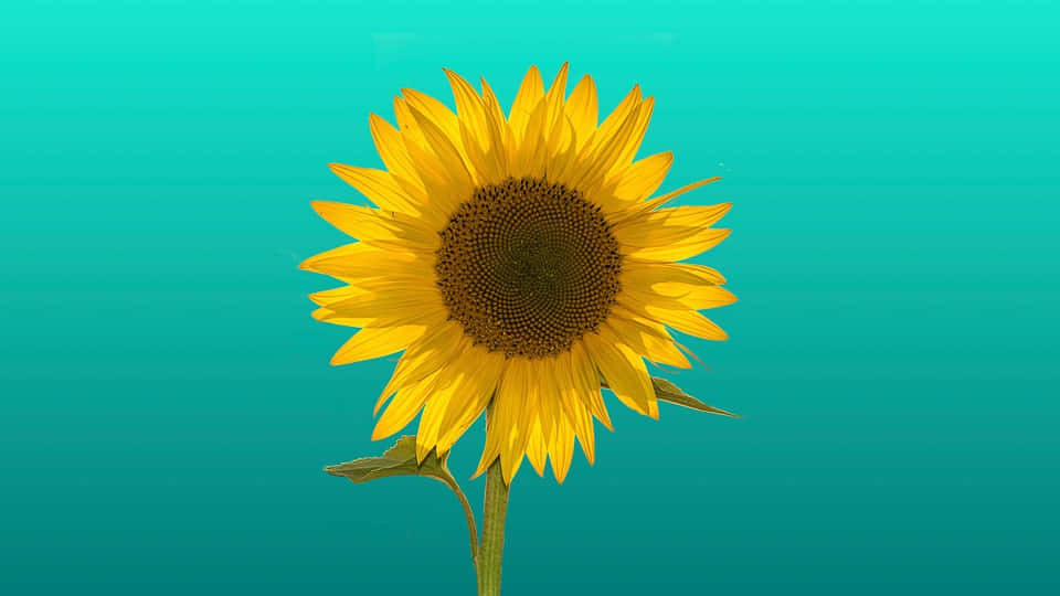 sunflower, yellow, teal gradient background, SD Desktop Wallpaper