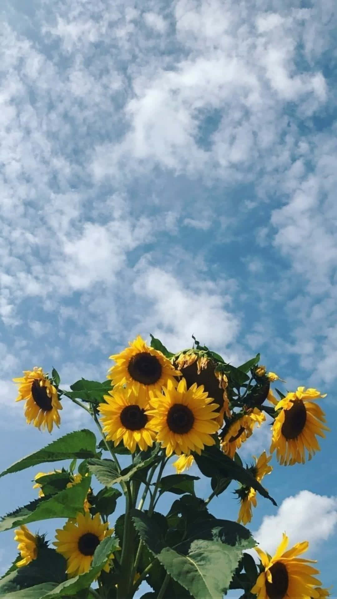 sunflower yellow, vibrant sunflowers, bright blue sky, Full HD Phone Wallpaper