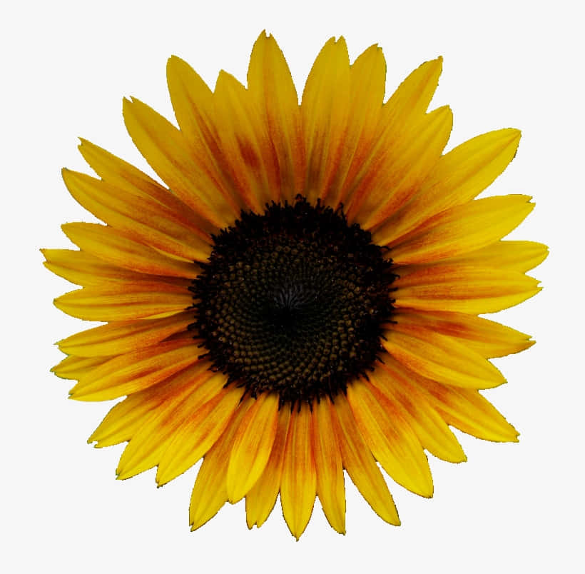 sunflower yellow, vibrant sunflower, golden petals, SD Desktop Wallpaper