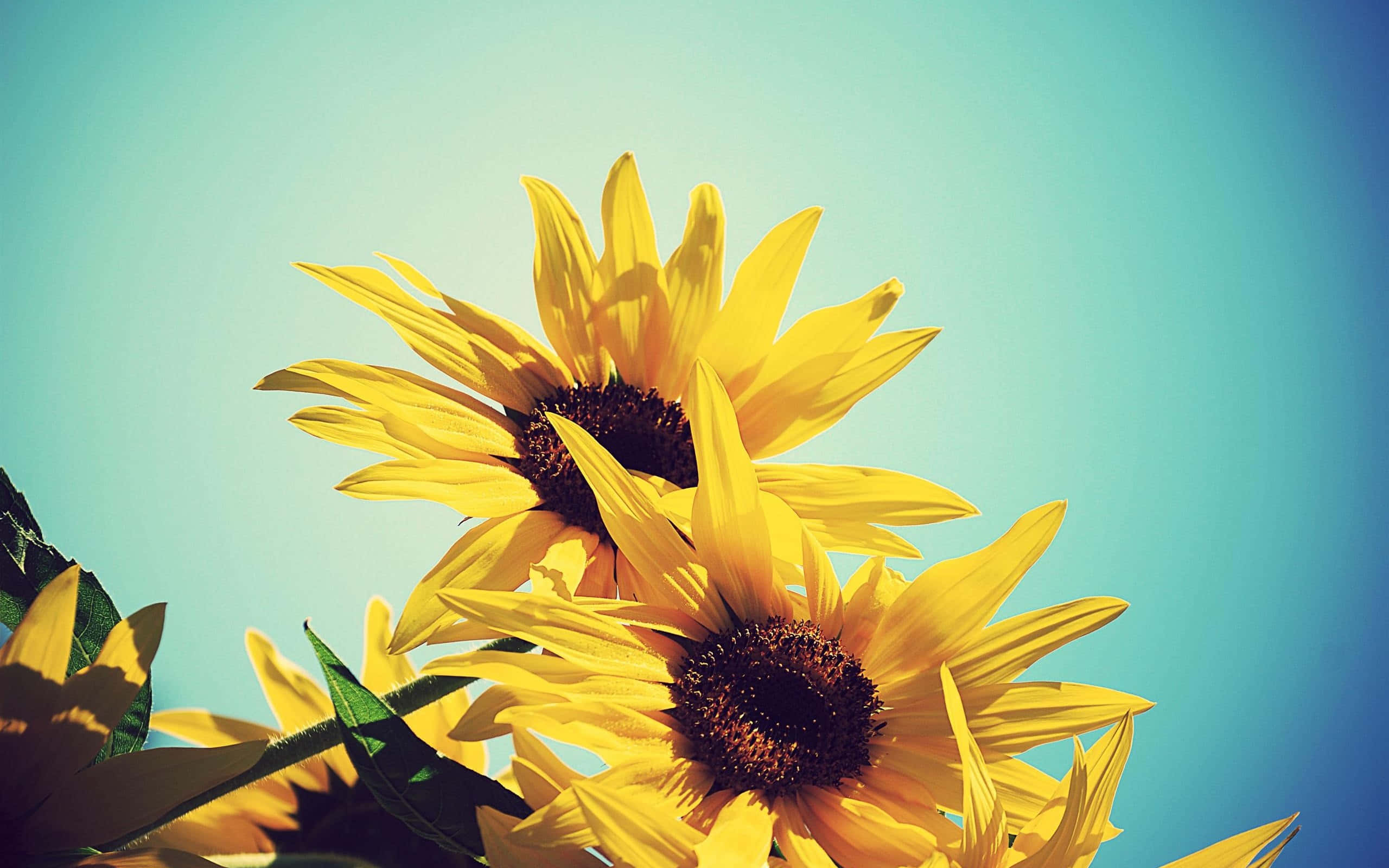 Sunflower Yellow Tumblr Aesthetic, vibrant yellow sunflowers, soft teal sky, 2K Desktop Wallpaper