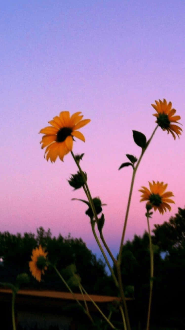 Sunflower Yellow Tumblr Aesthetic, vibrant yellow, sunflowers, HD Phone Wallpaper