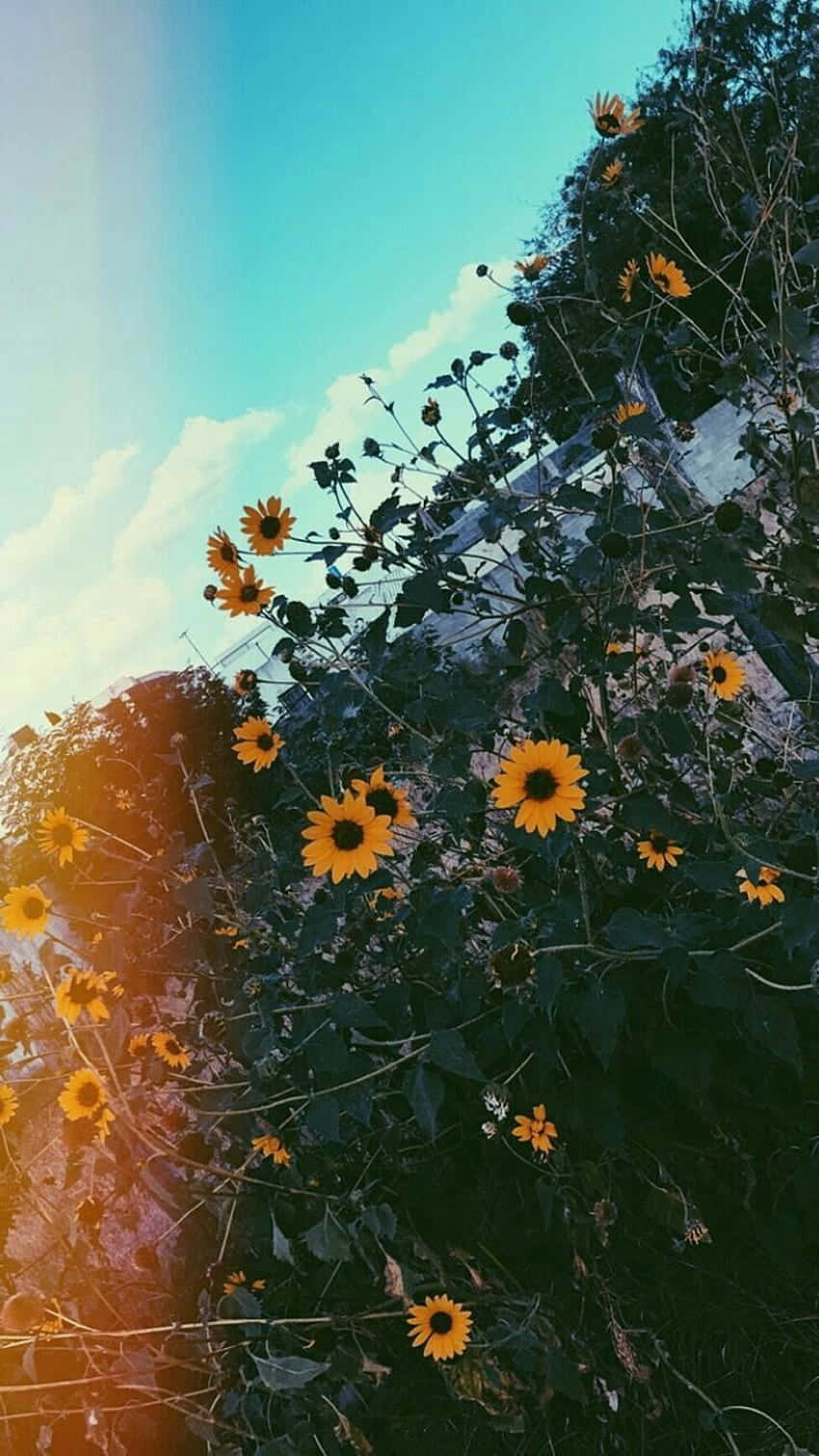 sunflower, bright blue sky, soft clouds, HD Phone Wallpaper