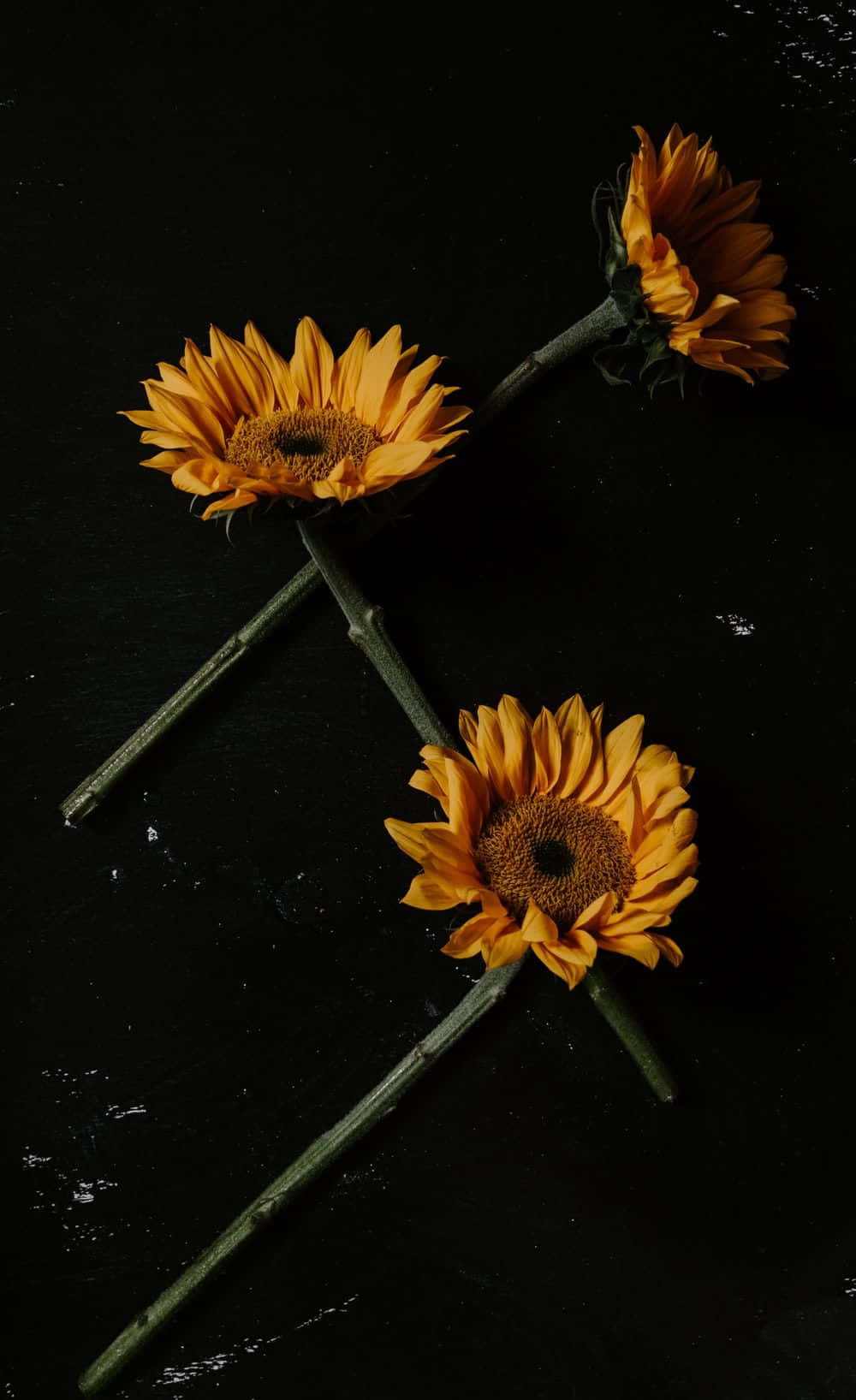 Sunflower Yellow Tumblr Aesthetic, vibrant orange sunflowers, green stems, HD Phone Wallpaper