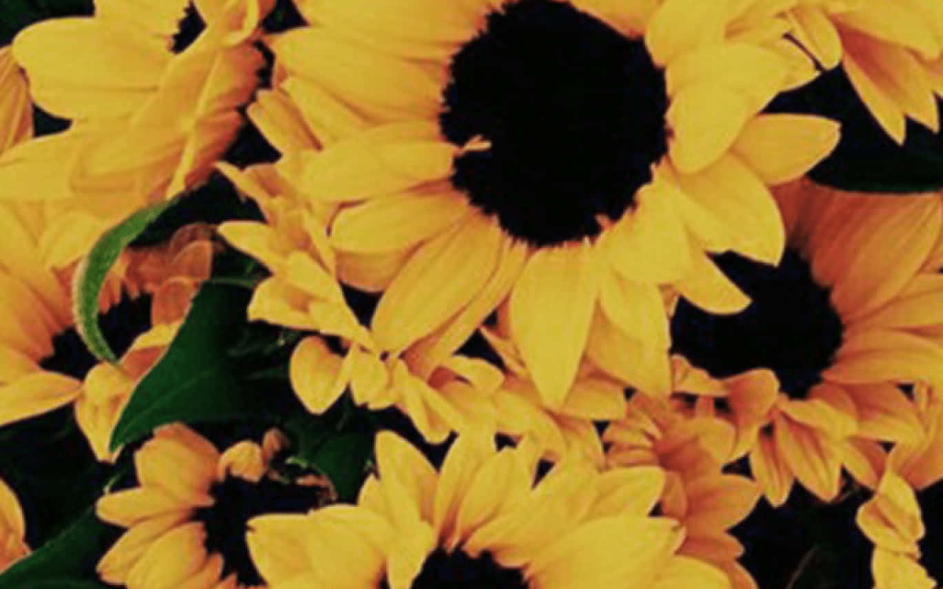 sunflower, vibrant yellow, dark centers, HD Desktop Wallpaper