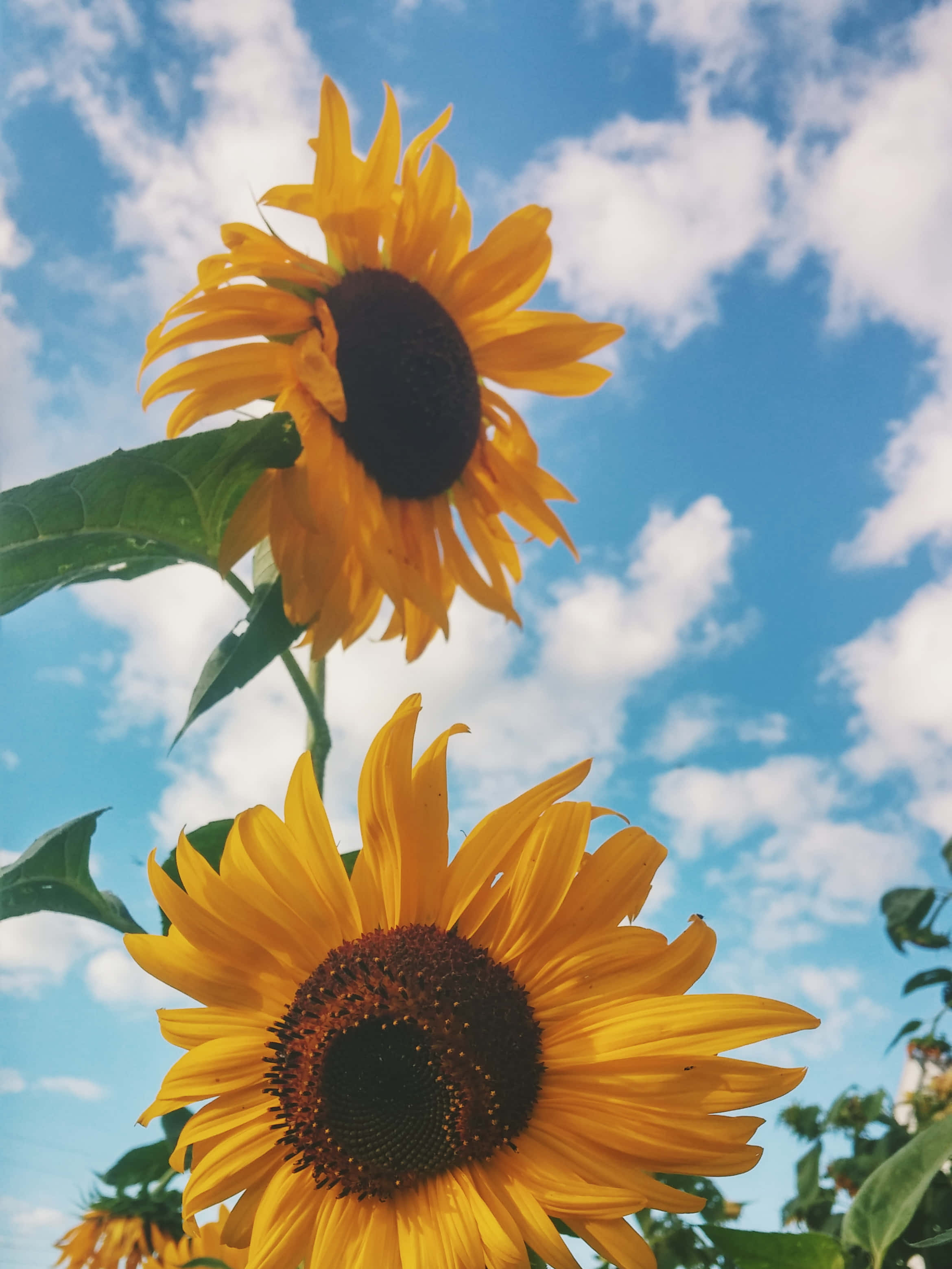 sunflower yellow, vibrant sunflower, bright blue sky, 2K Phone Wallpaper