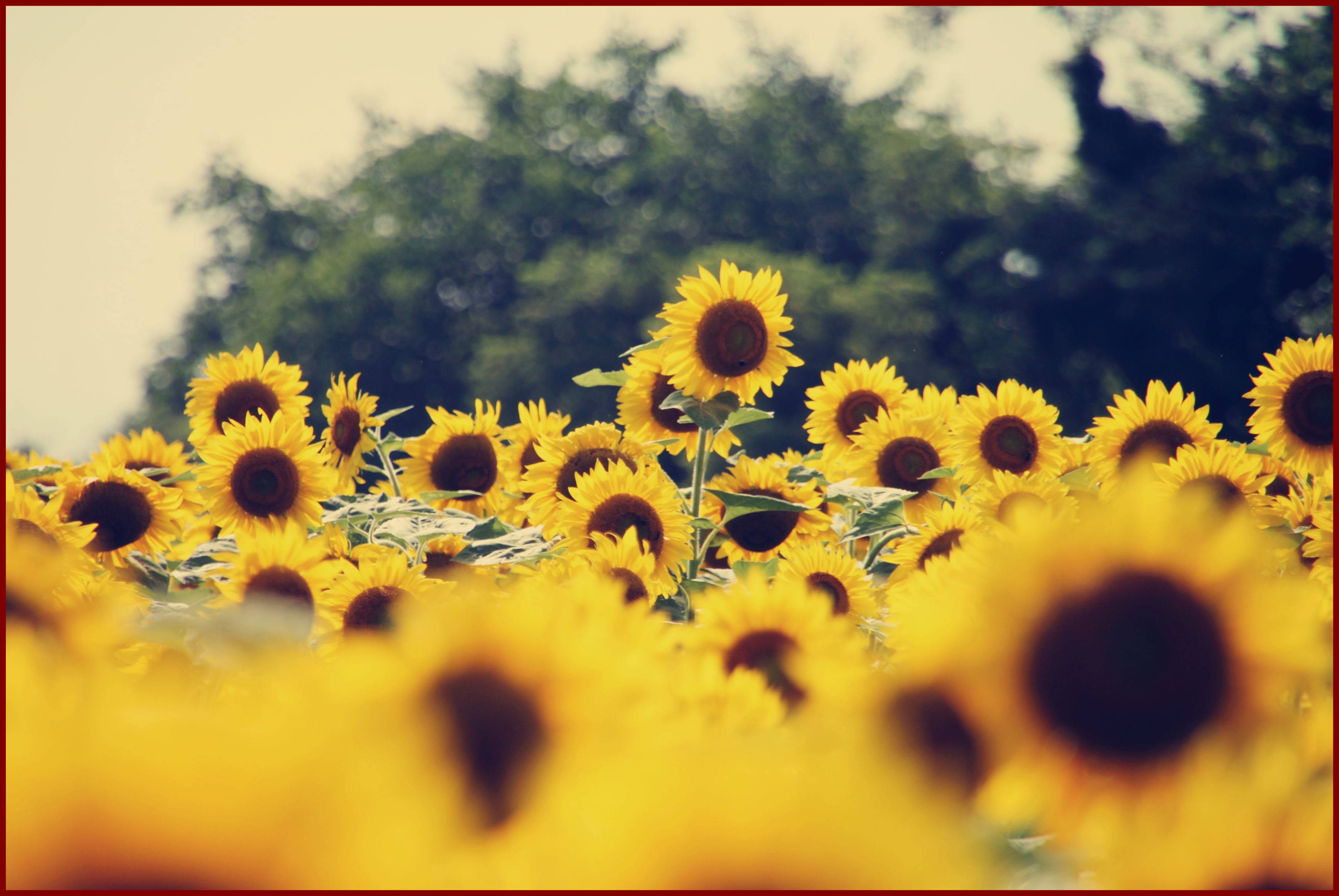sunflower field, golden light, blurred foreground blooms, 2K Desktop Wallpaper