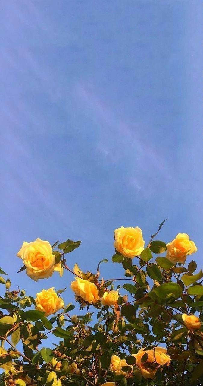 vibrant yellow roses, clear blue sky, soft wispy clouds, HD Phone Wallpaper