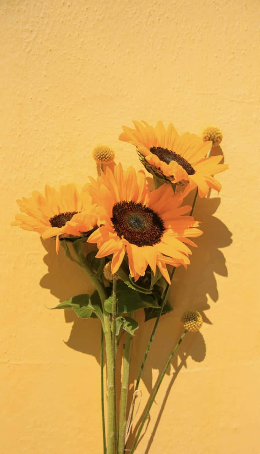 sunflower yellow, mustard-yellow wall, vibrant sunflowers, HD Phone Wallpaper