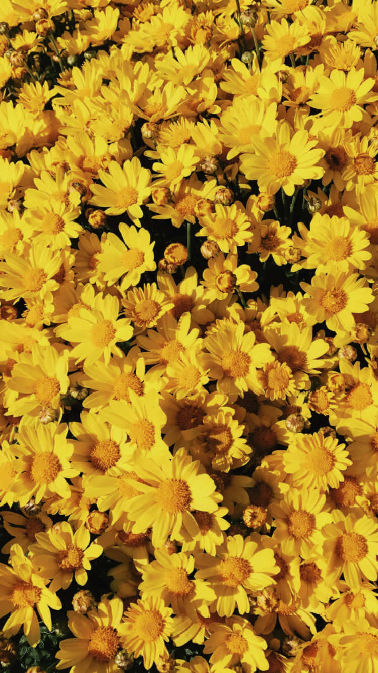 canary-inspired yellow, bright yellow daisies, dark centers, HD Phone Wallpaper