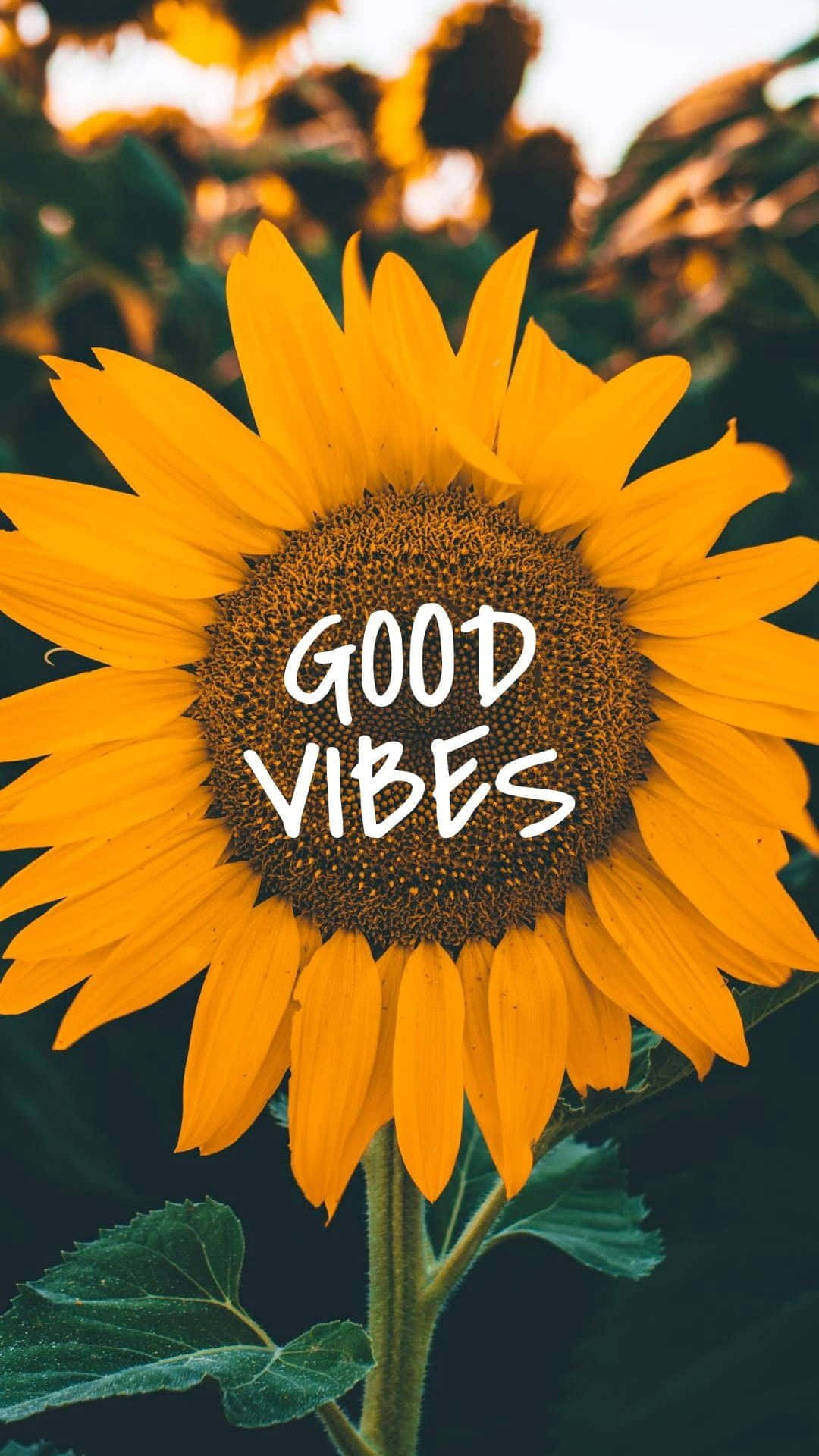 Sunflower, golden petals, dark center, Full HD Phone Wallpaper