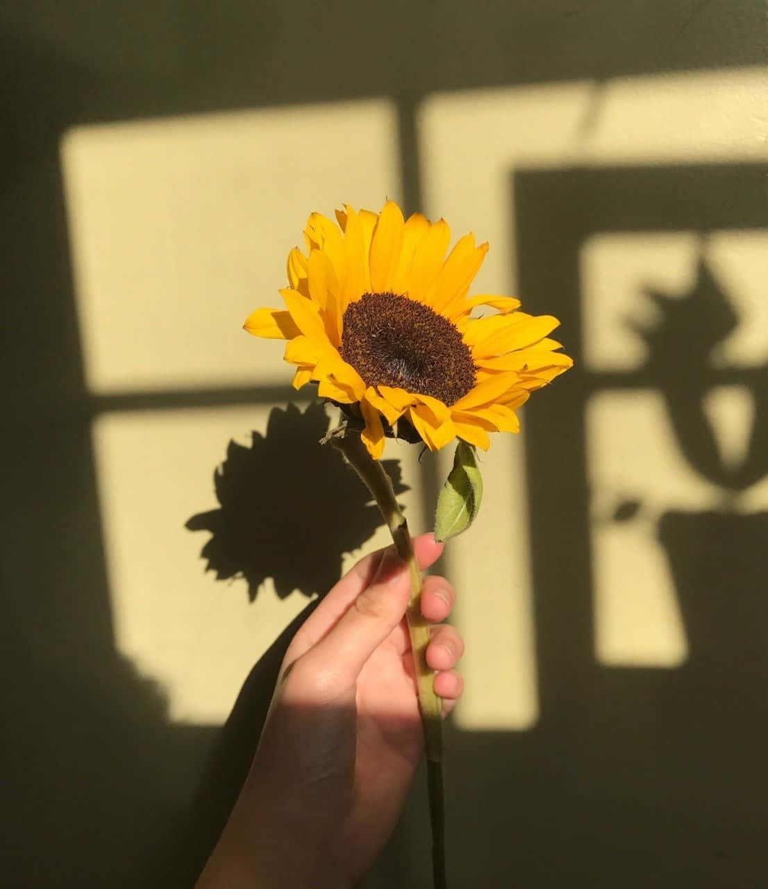sunflower yellow, Tumblr Aesthetic, warm sunlight, HD Phone Wallpaper