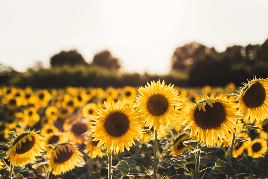 Sunflower Yellow