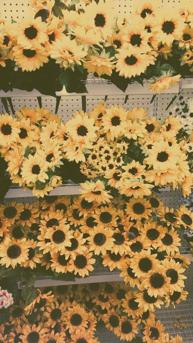 sunflower, shelf, vibrant yellow, SD Phone Wallpaper