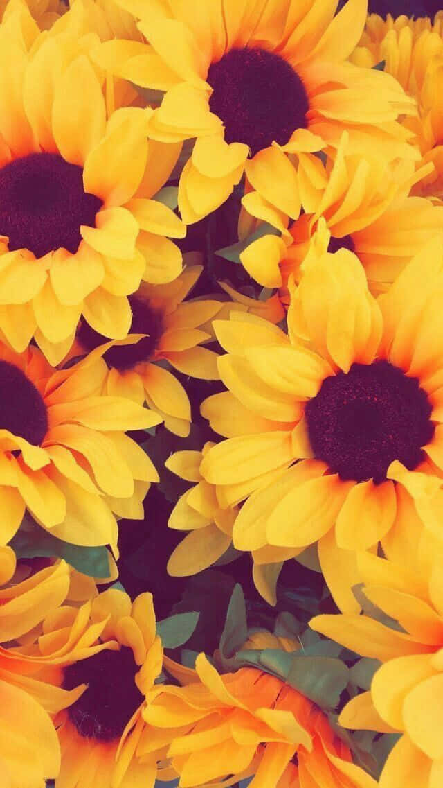 Sunflower Yellow, vibrant yellow, dark centers, SD Phone Wallpaper