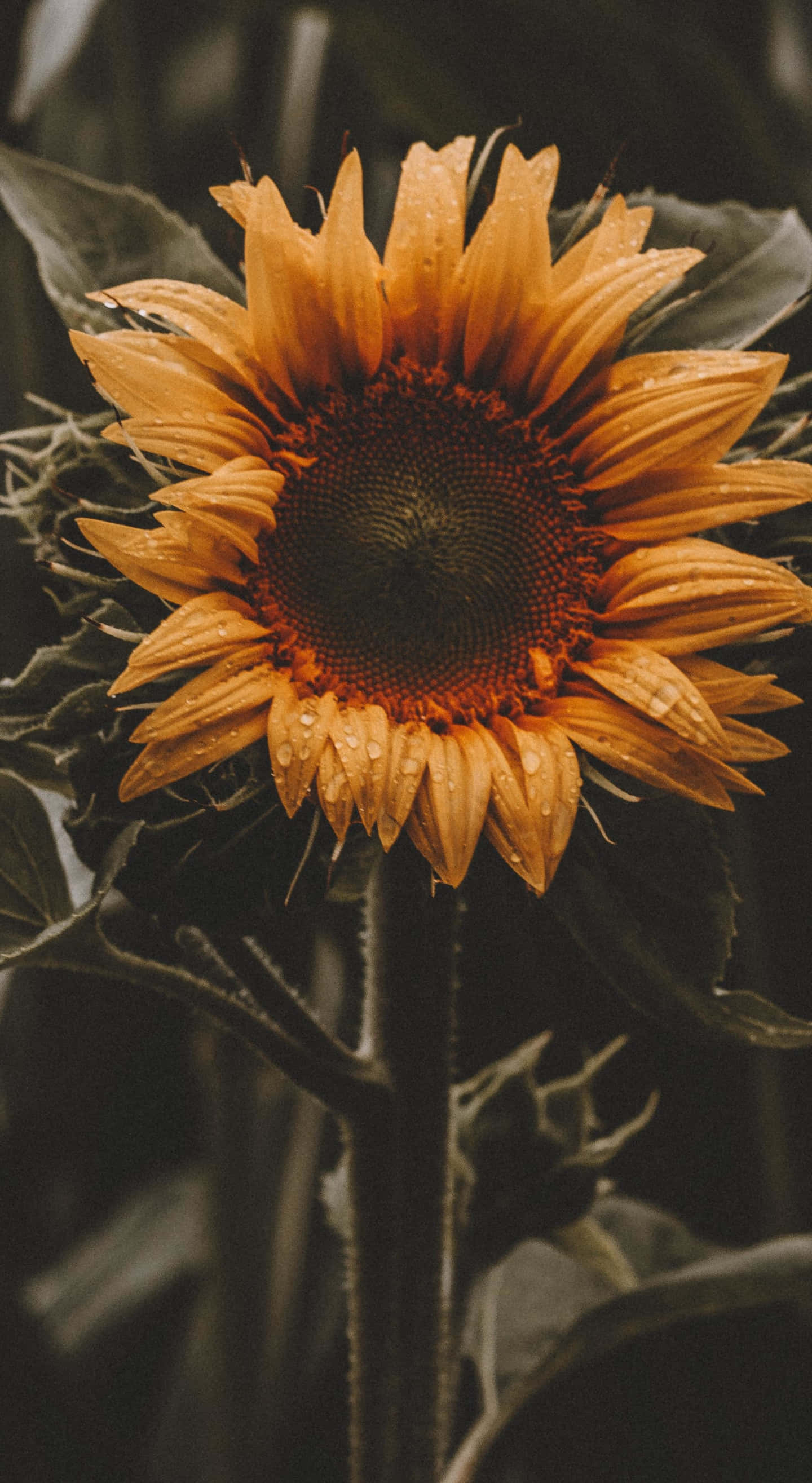sunflower, dew drops, blooming garden, 2K Phone Wallpaper