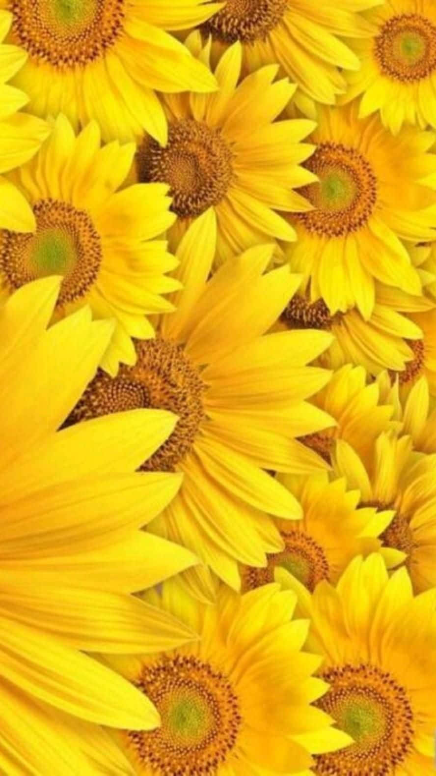 sunflower, sunny yellow, bright yellow, HD Phone Wallpaper