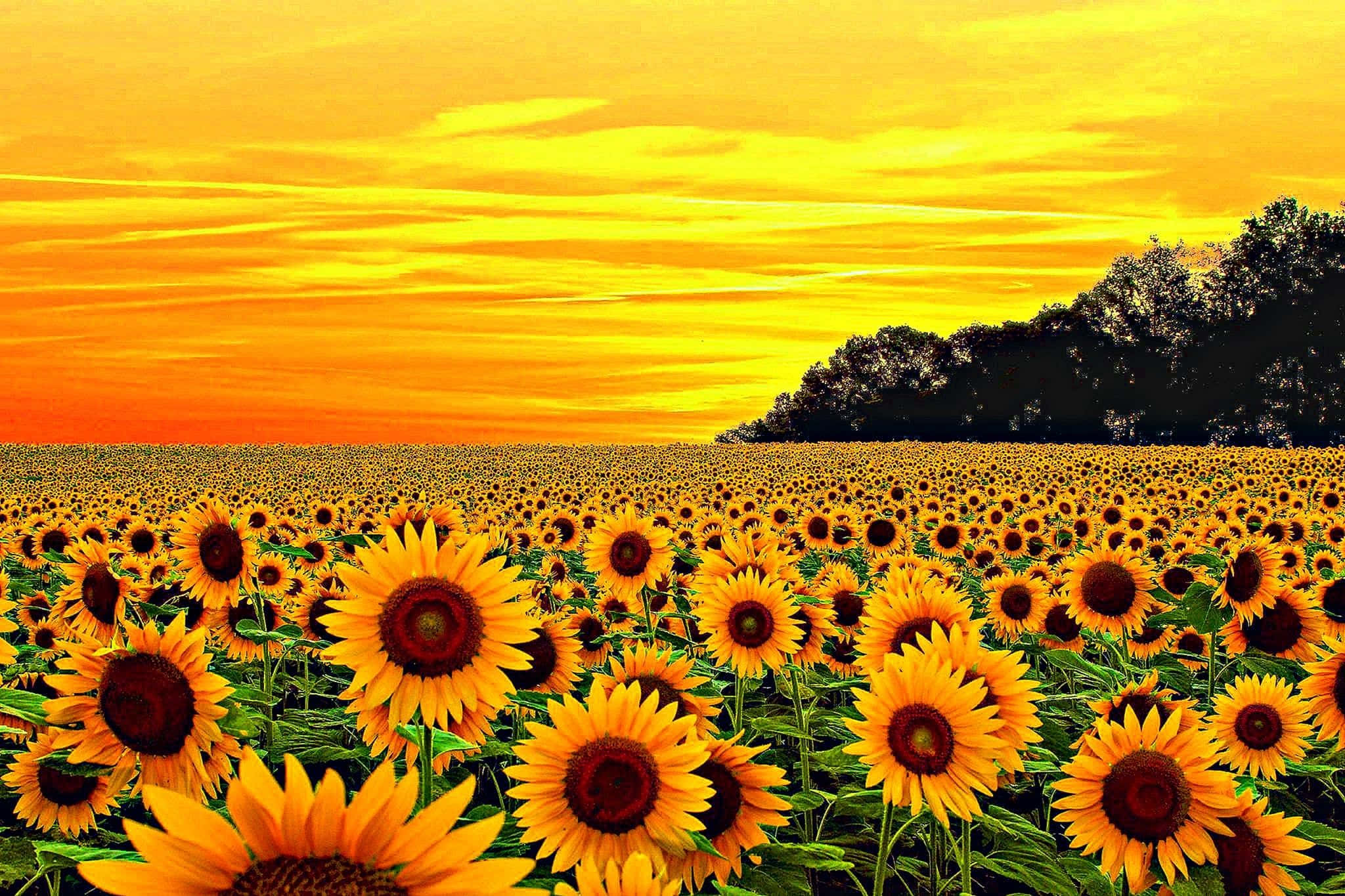 Sunflower Yellow, sunflowers, fiery orange and yellow sunset, Full HD Desktop Wallpaper