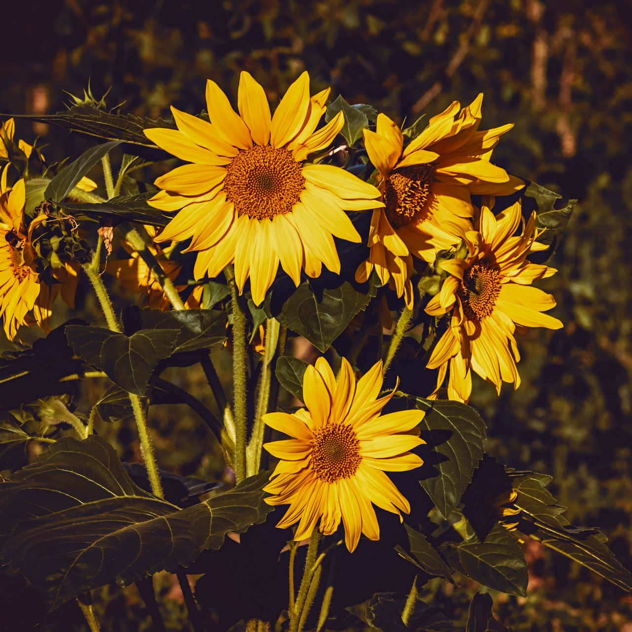 Sunflower Yellow, sunflowers, golden sunlight, HD Desktop Wallpaper