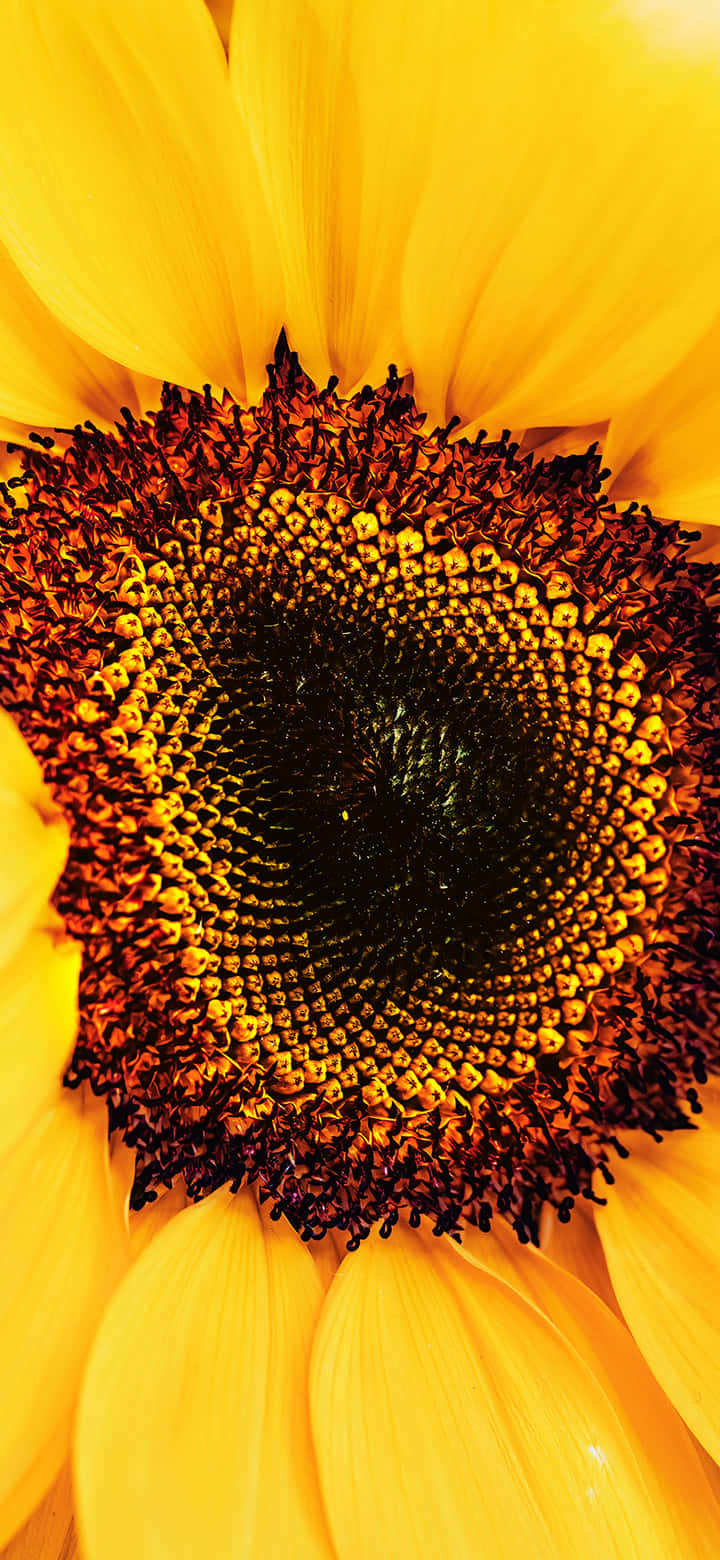 sunflower, golden petals, dark center, HD Phone Wallpaper