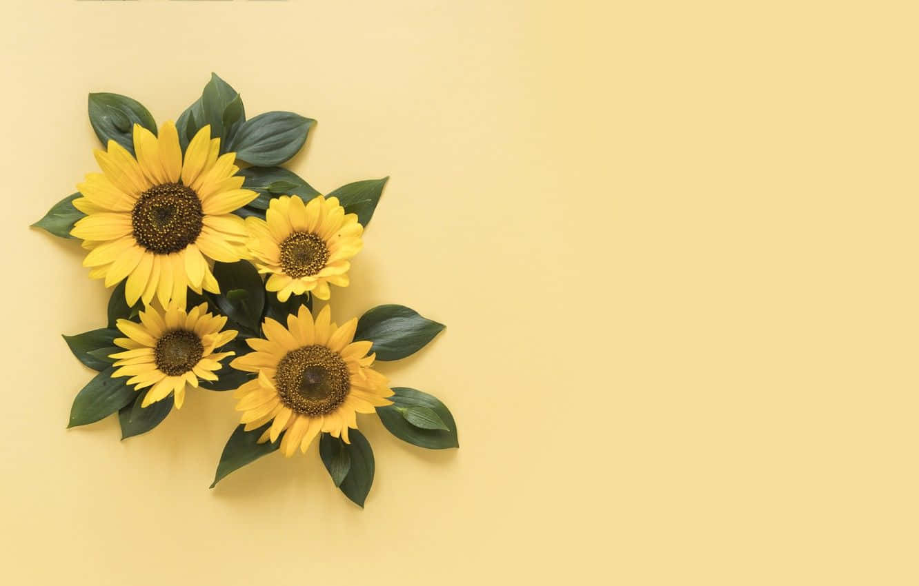 sunflower, brilliant yellow hue, dark centers, HD Desktop Wallpaper