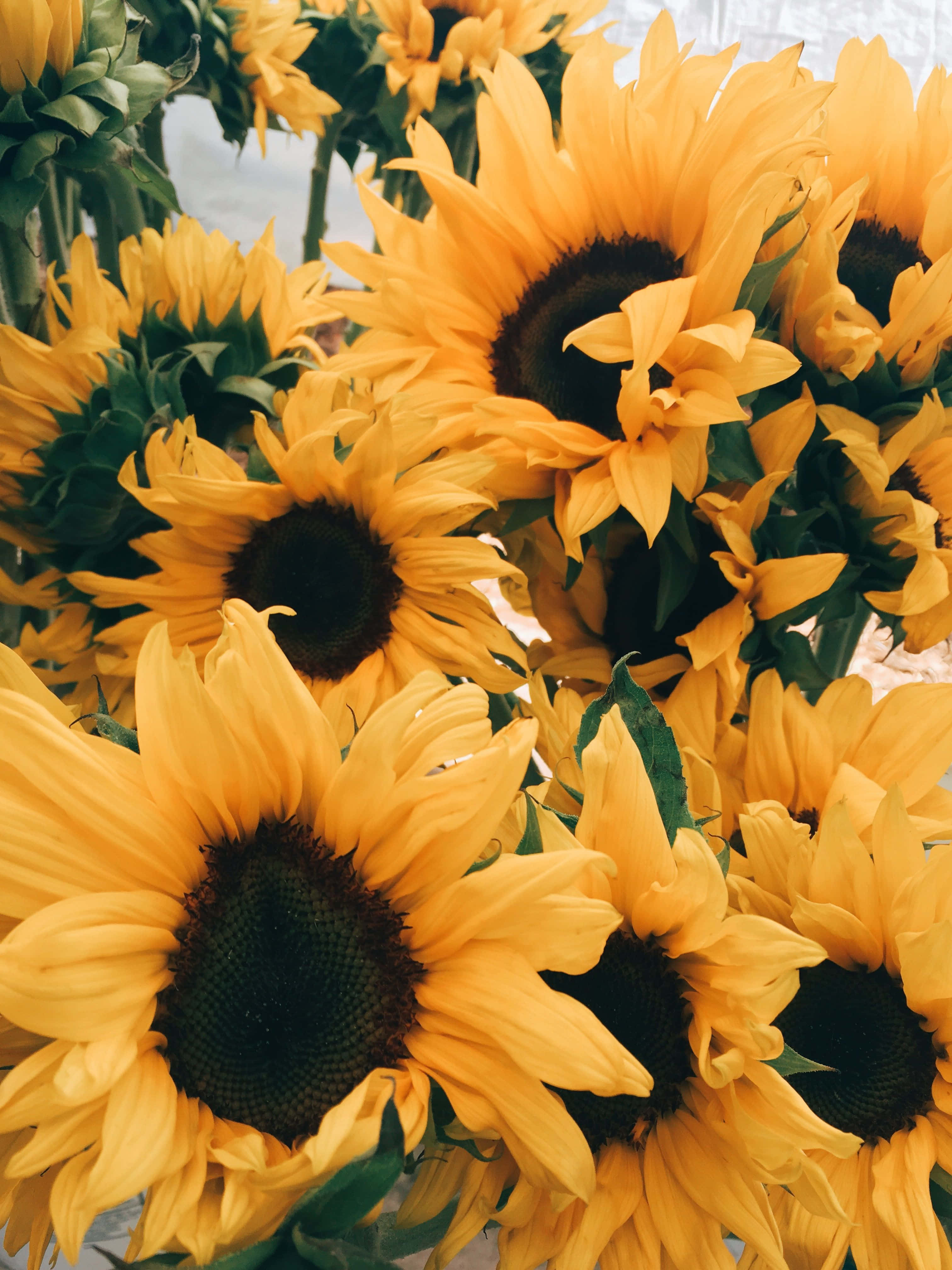 Sunflower Yellow, golden petals, dark centers, 4K Phone Wallpaper