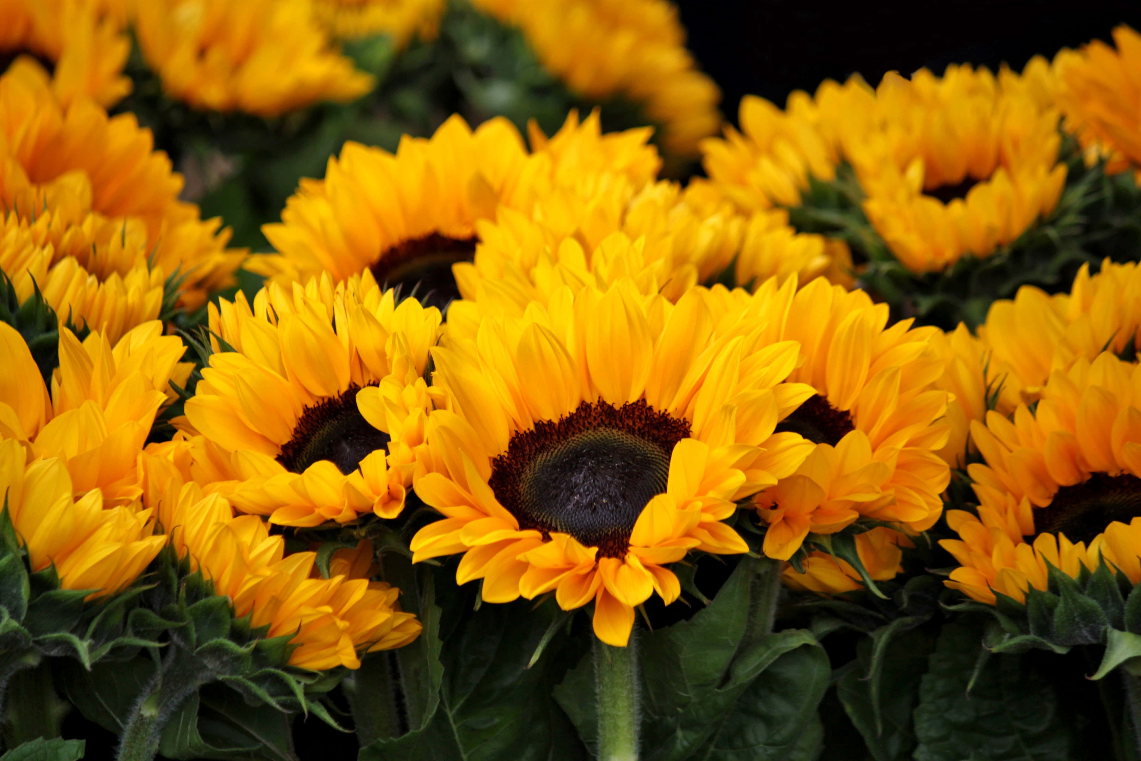 Sunflower Yellow, sunflowers, yellow petals, 4K Desktop Wallpaper