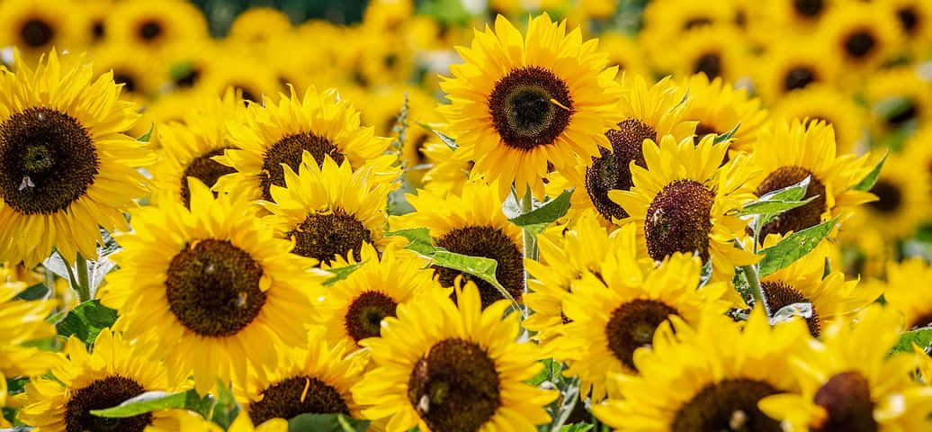 Sunflower Yellow, sunflowers, bright yellow petals, SD Desktop Wallpaper