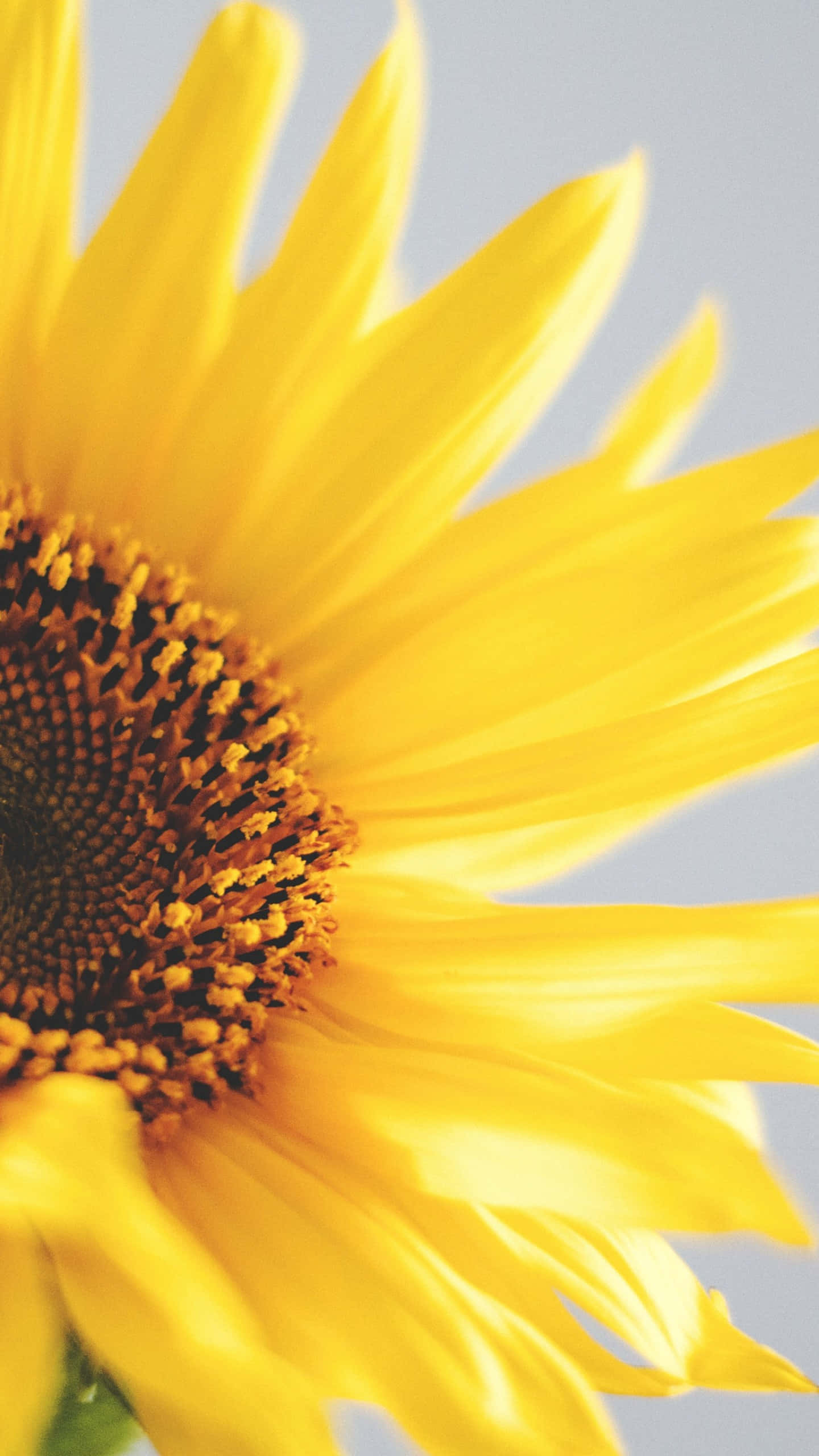 sunflower, yellow, sky blue background, 2K Phone Wallpaper