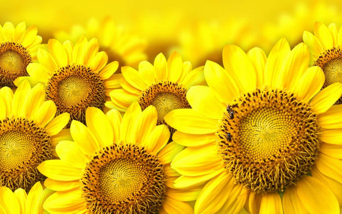 sunflower yellow, sunflowers, yellow petals, SD Desktop Wallpaper