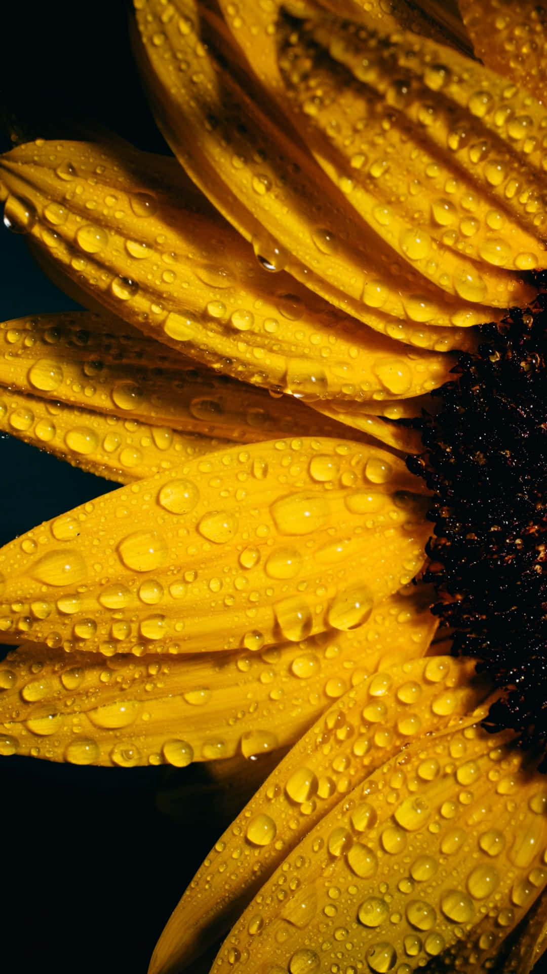 sunflower, vibrant yellow, glistening water droplets, Full HD Phone Wallpaper