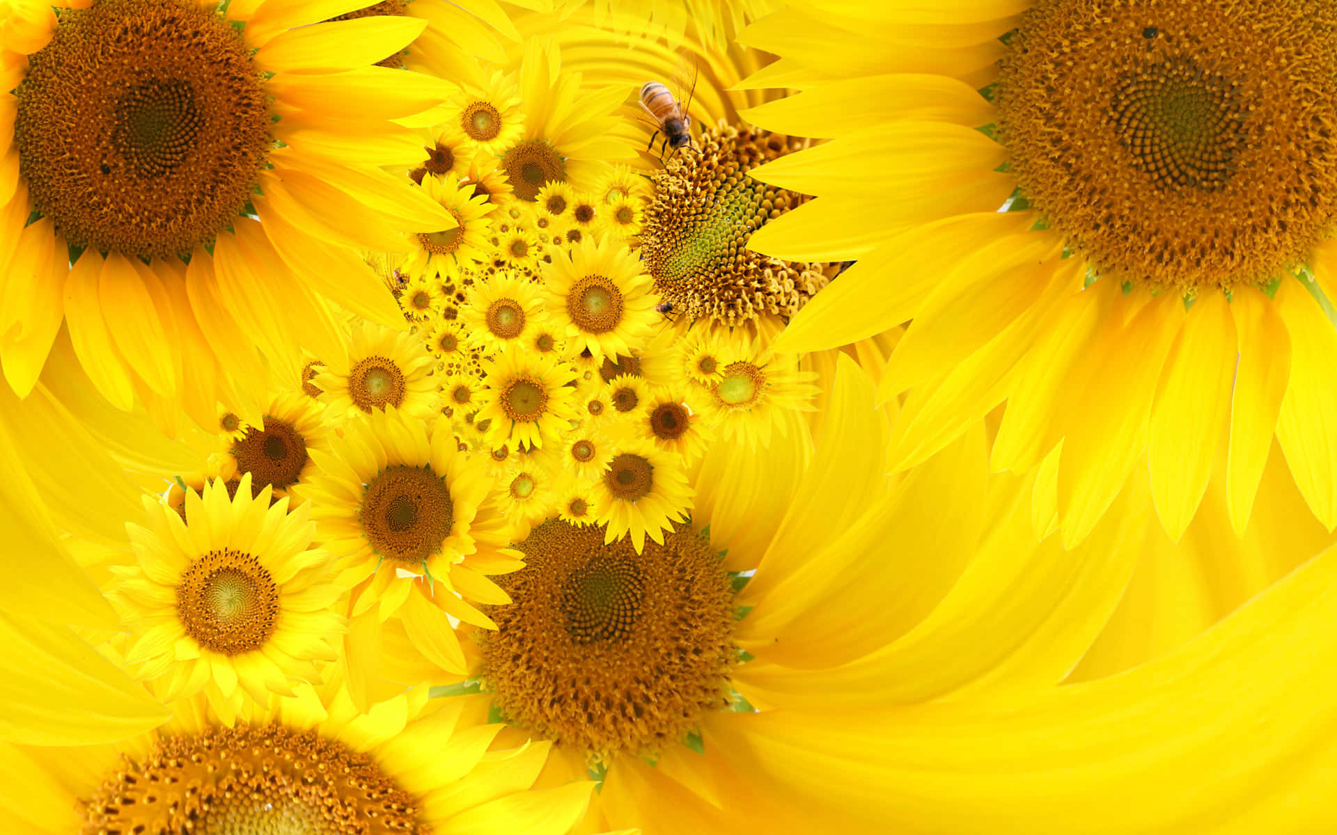 Sunflower Yellow, sunflowers, golden centers, Full HD Desktop Wallpaper