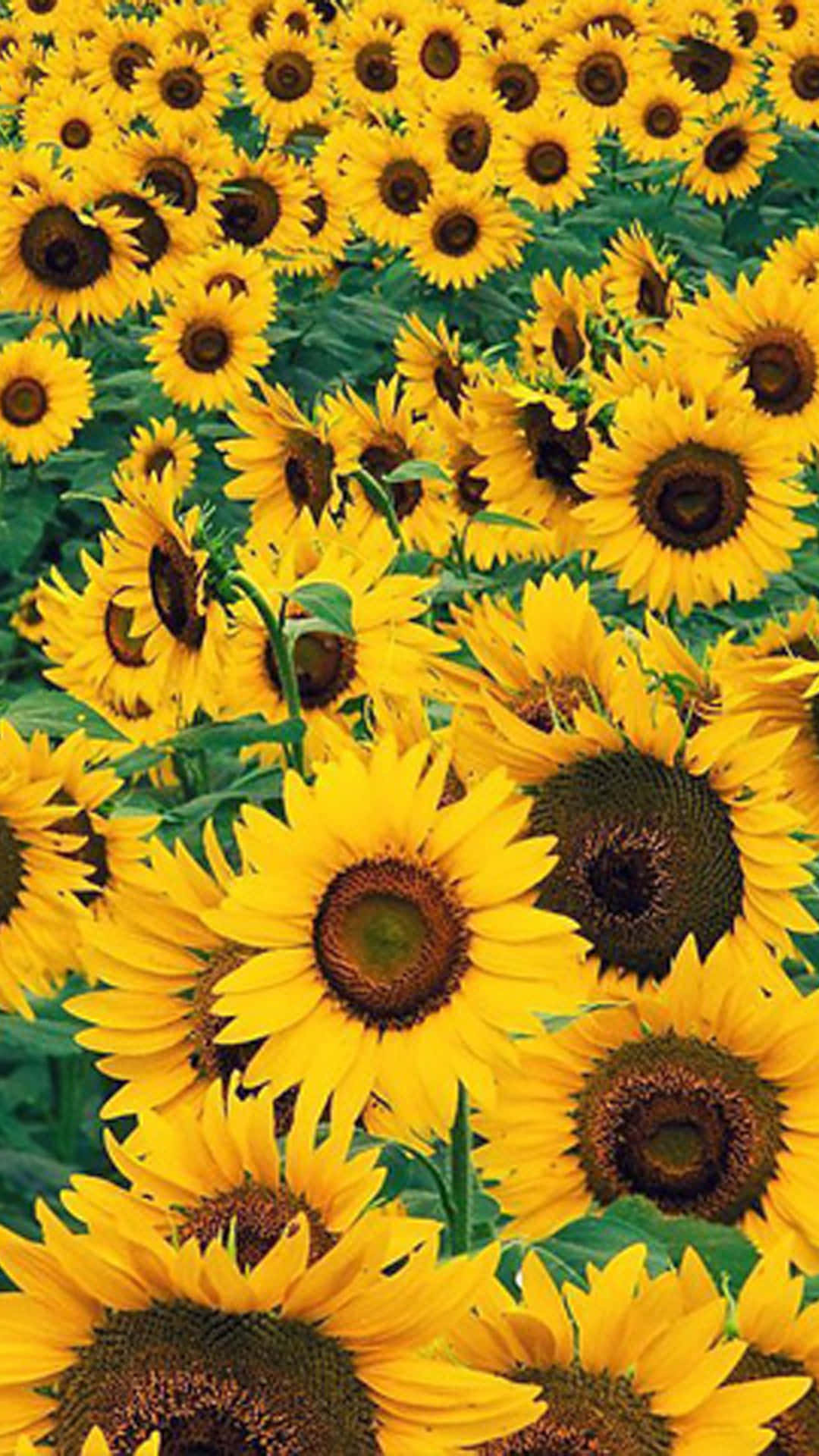 sunflower, golden glory, bright yellow petals, Full HD Phone Wallpaper