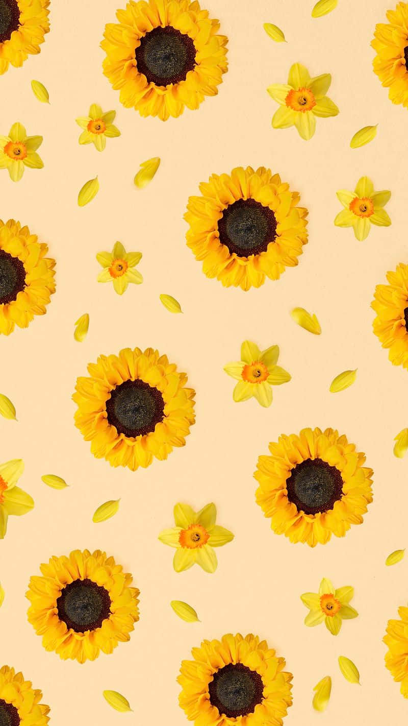 sunflower yellow, sunflowers, daffodils, HD Phone Wallpaper