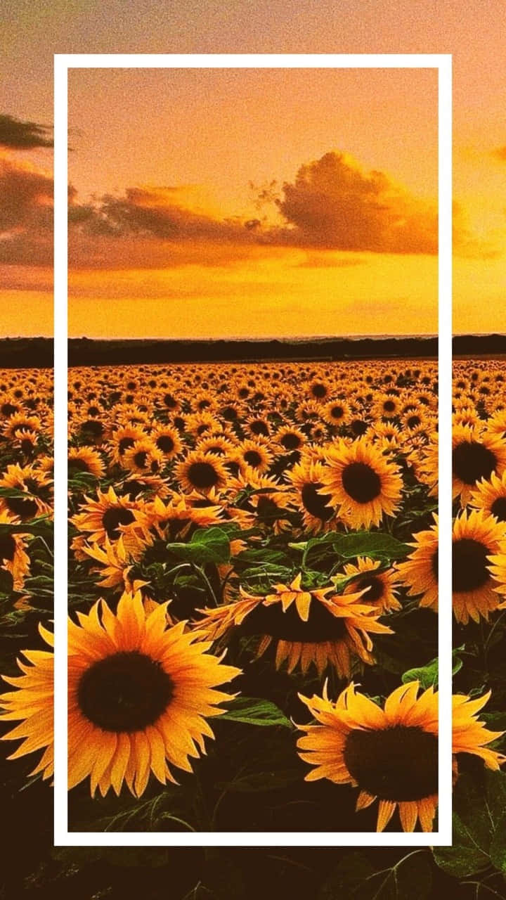 Sunflower Yellow, golden sunflower field, warm sunset sky, HD Phone Wallpaper