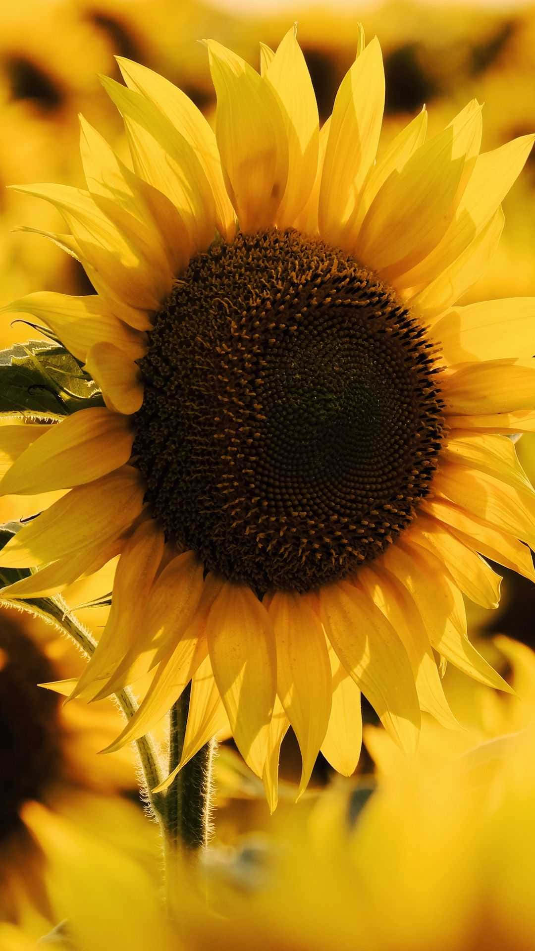 sunflower, golden petals, dark center, Full HD Phone Wallpaper