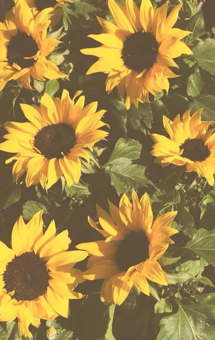sunflower, yellow, summer sky, HD Phone Wallpaper