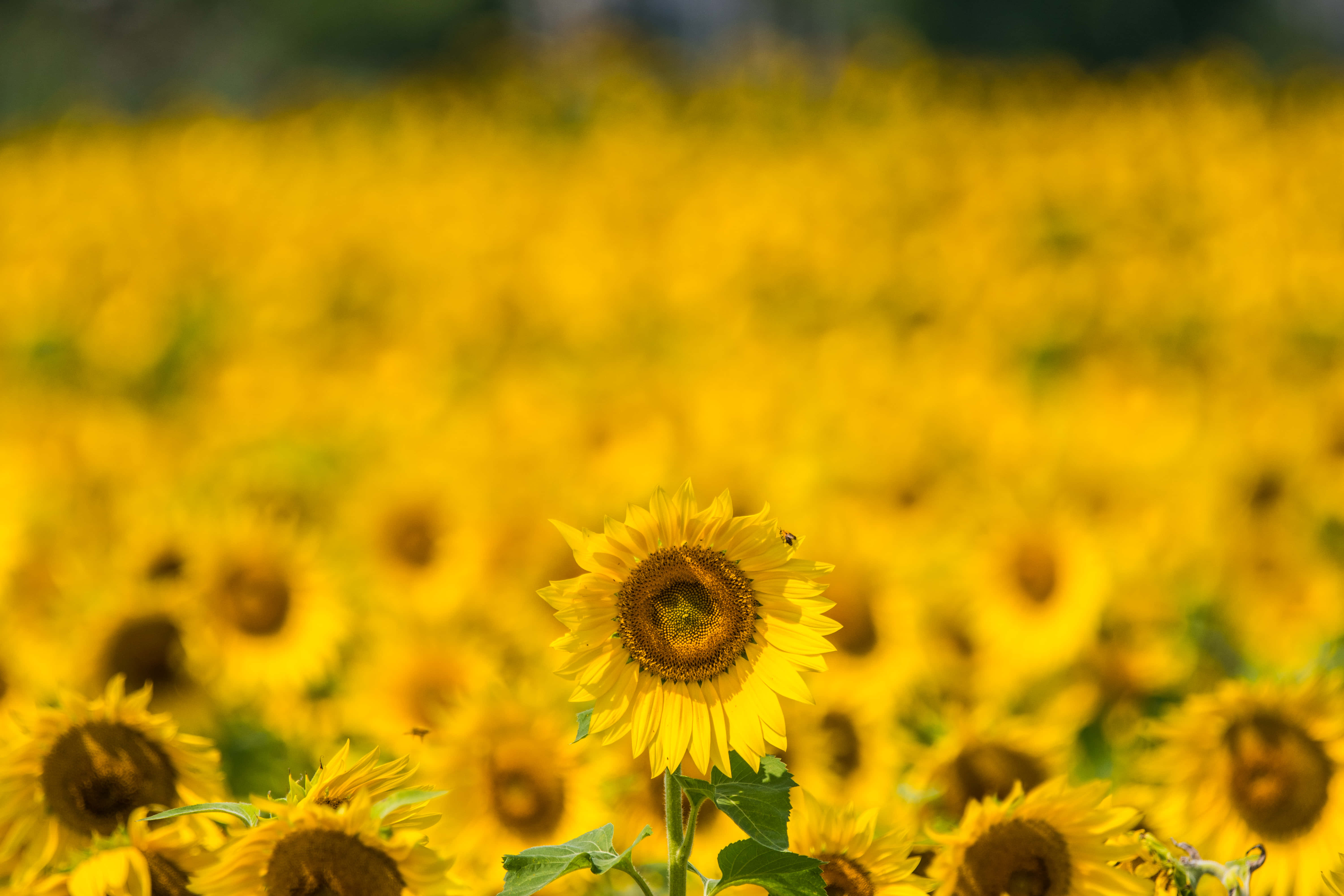 sunflower, golden blur, bright daylight, 5K Desktop Wallpaper